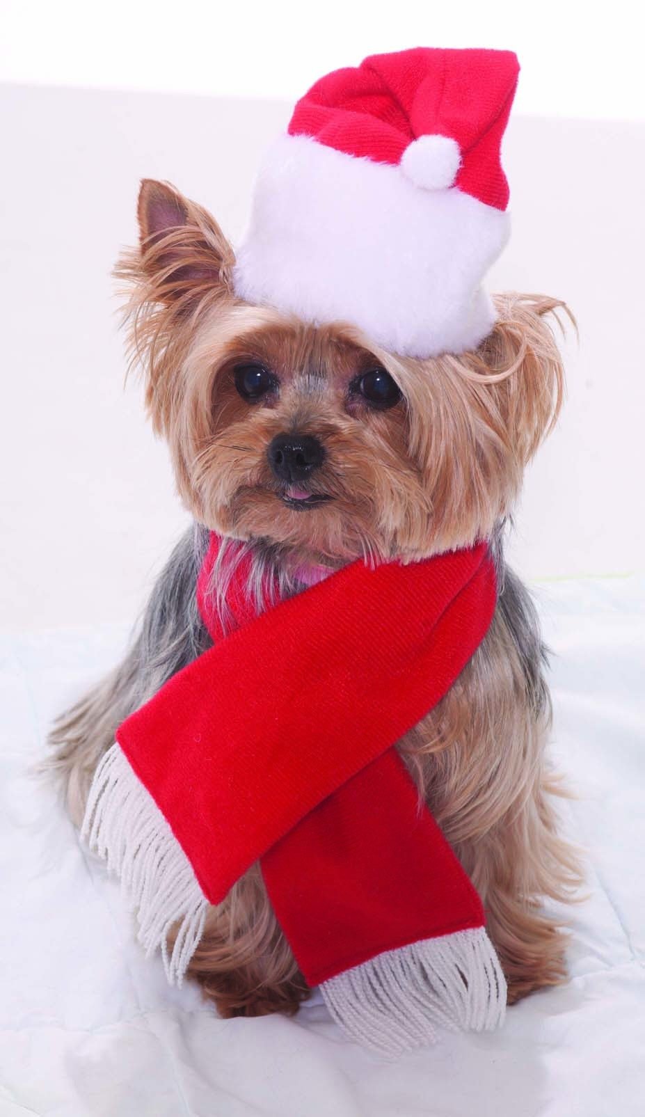 Forum Novelties, Santa Claus Hat and Scarf Pet Costume - Small One Size, Multicolor