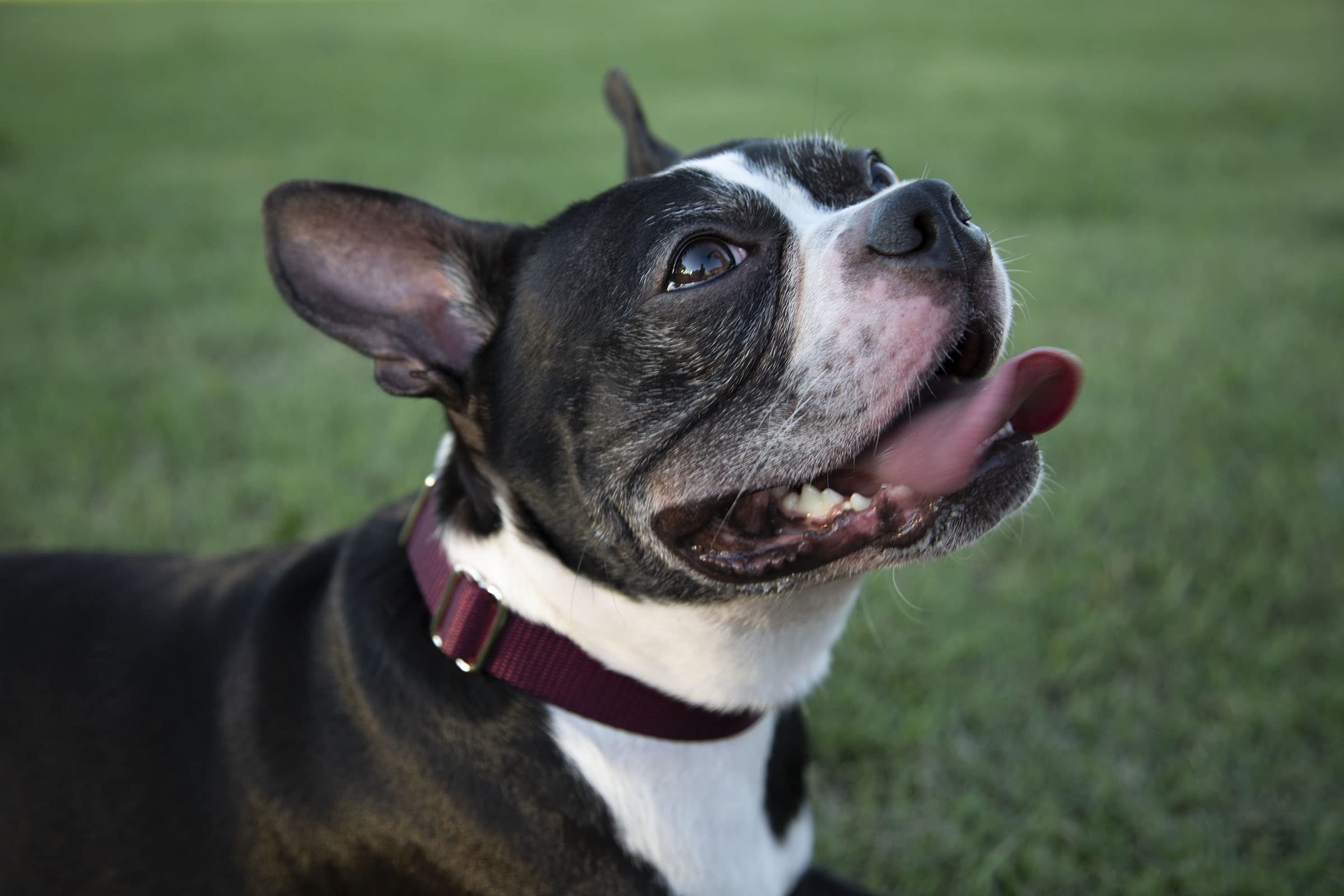 Country Brook Petz - Burgundy Martingale Heavy Duty Nylon Dog Collar - 21 Vibrant Color Options (1 Inch Width, Extra Large)