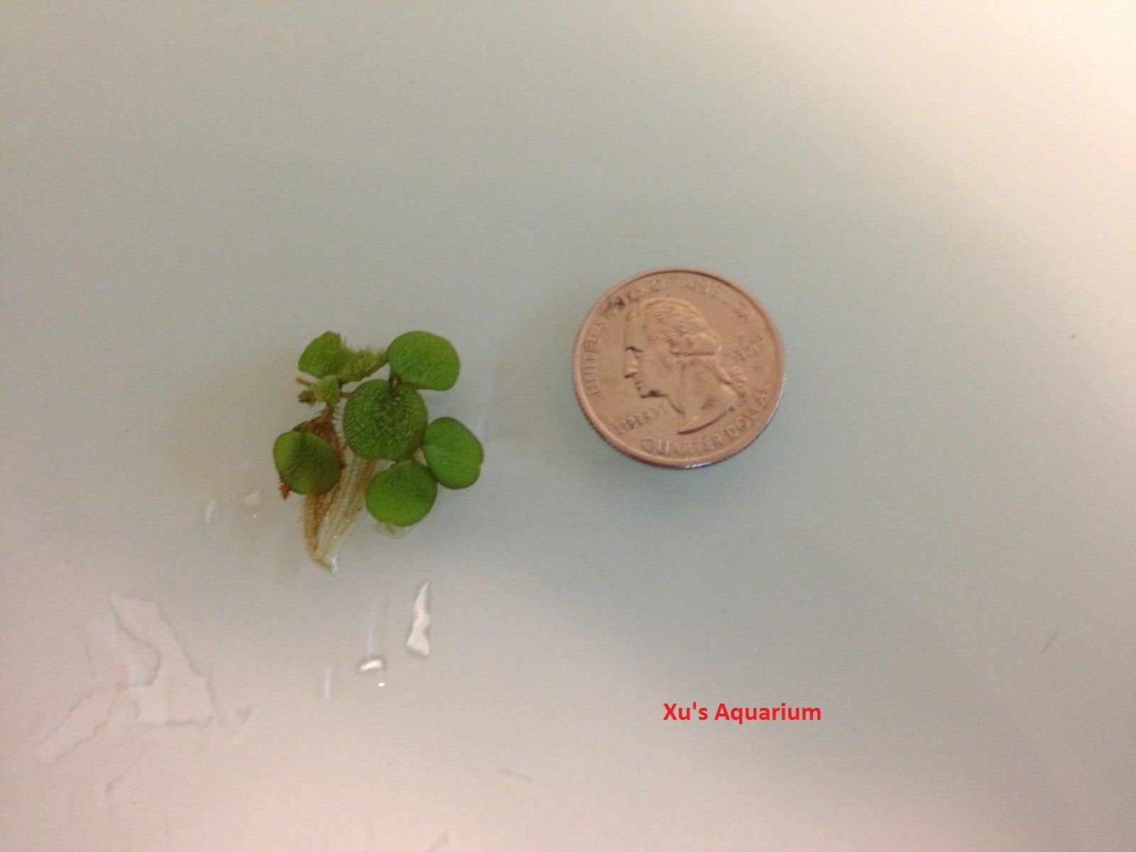 24 Water Spangles (Salvinia Minima), Live Aquarium/Aquatic/Floating/ Pond/Beginner Plant by G&Z