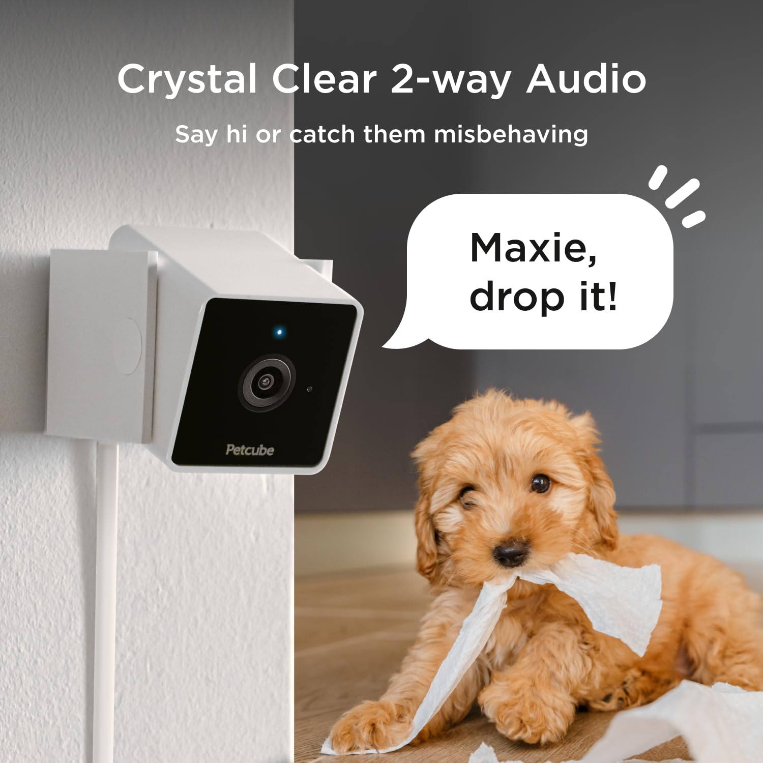 Petcube Cam The Pack Of 3 | Indoor Wi-Fi Pet Security Camera With Phone App, 2-Way Audio And Video, Night Vision, 1080P Hd Video
