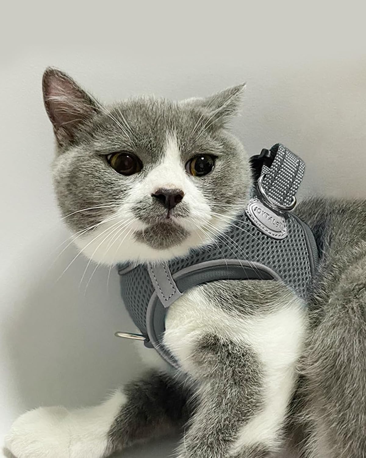 Joytale Step In Dog Harness,12 Colors,Breathable Mesh Vest Harness,Reflective Soft Padded Harnesses For Cats And Puppies Dogs,Gr