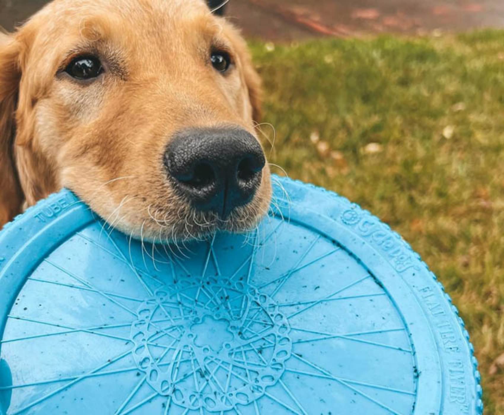 Cycle Dog Flat Tire Flyer Dog Toy - Ecolast Recycled Flying Disc, Blue, 10 - Durable, Eco-Friendly, Perfect for Outdoor Play