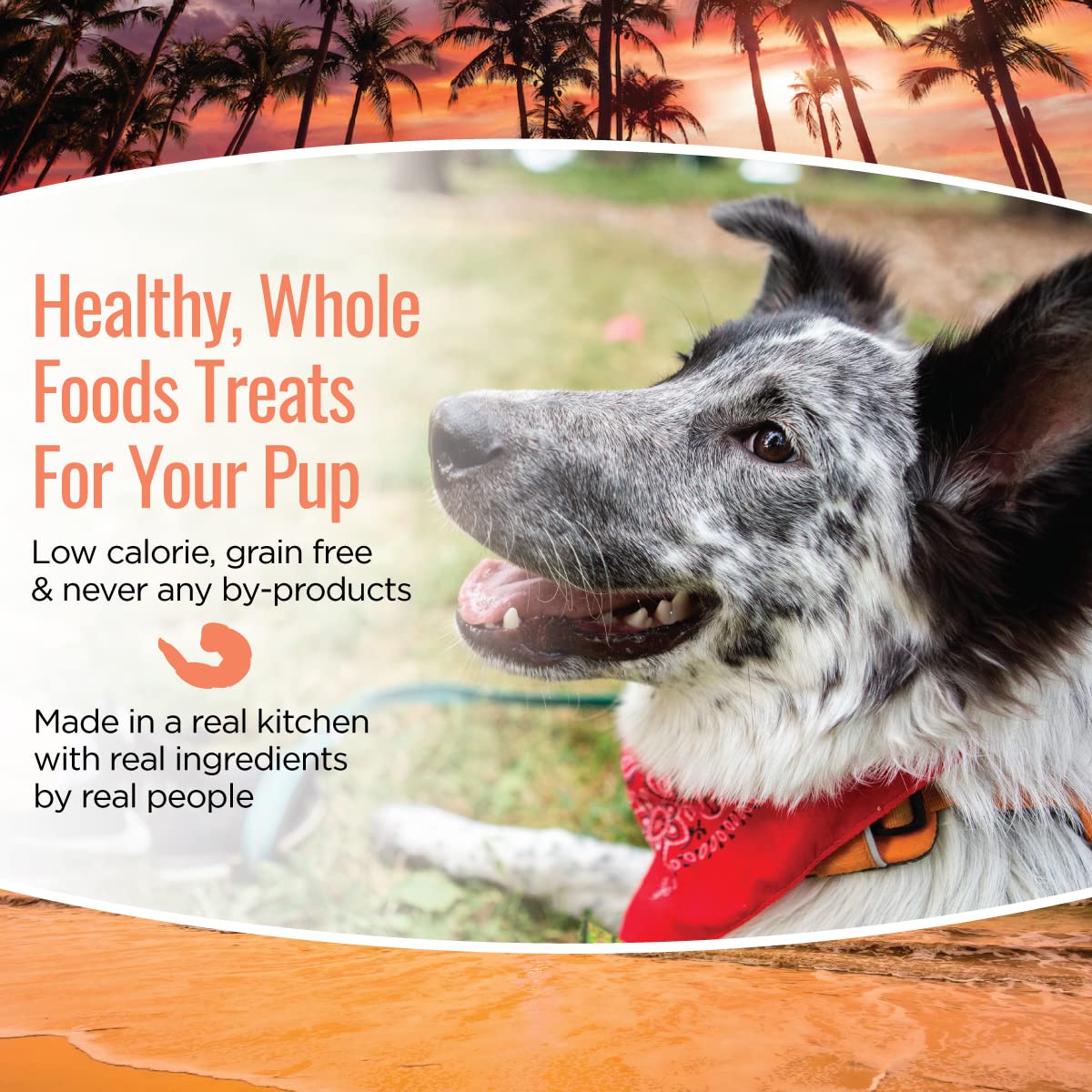 Smart Cookie All Natural Soft Dog Treats - Shrimp & Coconut - Healthy Dog Treats for Allergies, Sensitive Stomachs - Chewy, Grai