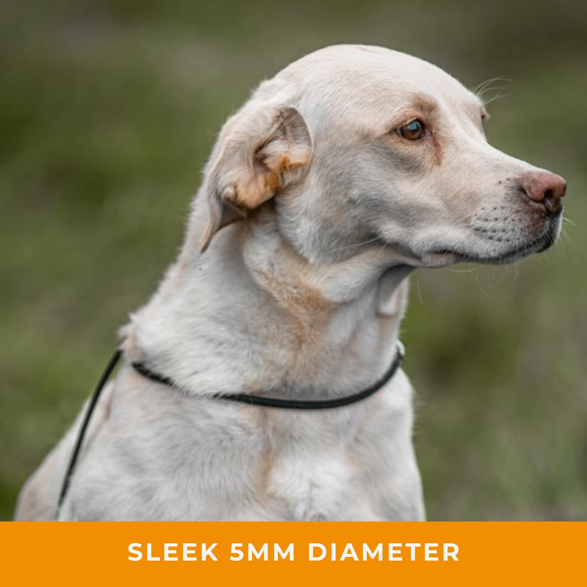 Dog & Field Signature Slip Lead For Dogs, Orange. 4Ft Lightweight Dog Slip Leash With Sliding Rubber Stopper. Training Lead For