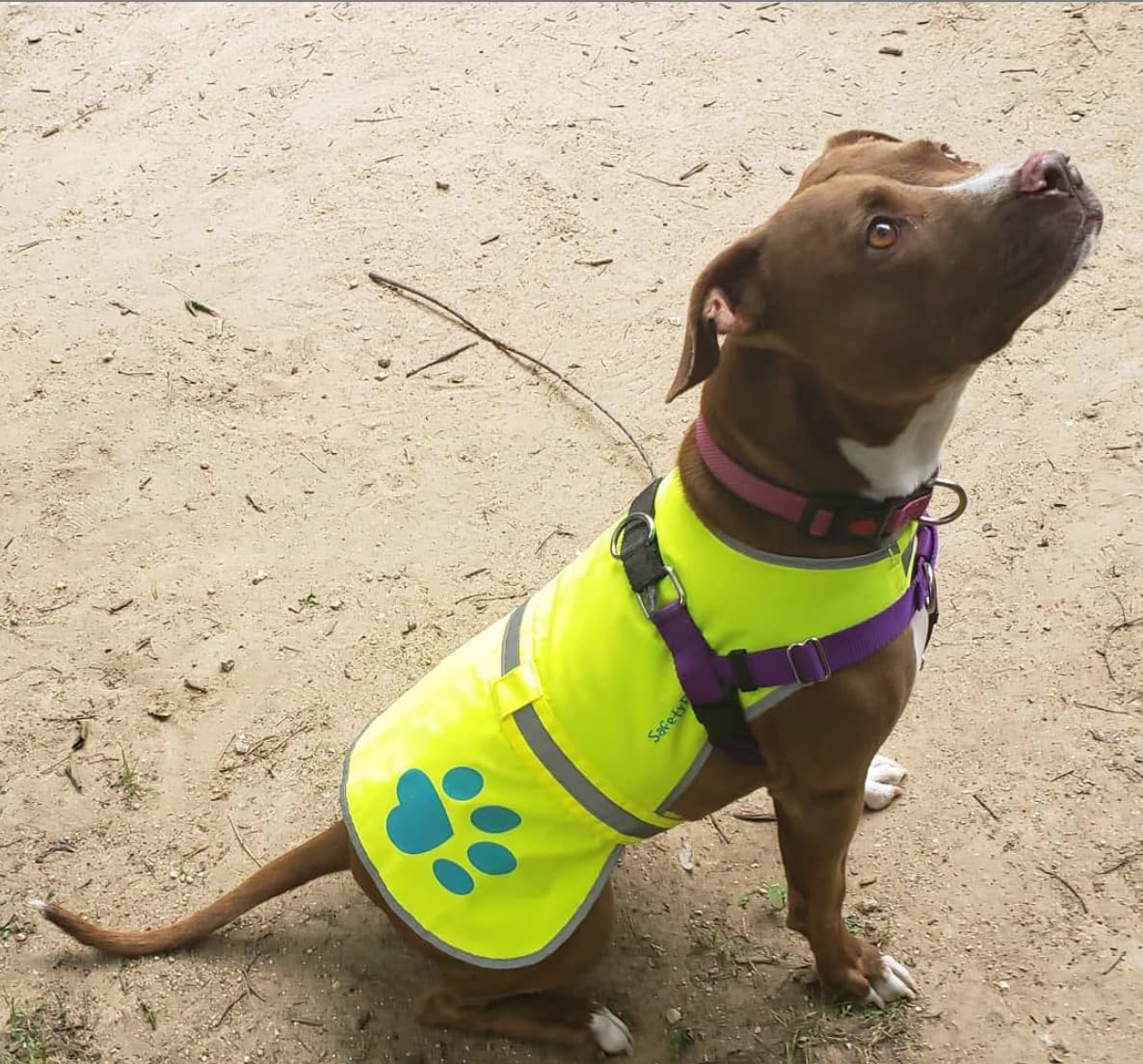 Safetypup Xd Urban Dog Reflective Vest. Our Fluorescent Hi-Visibility Dog Jacket In Multi-Colors Helps To Safeguard Your Pup In