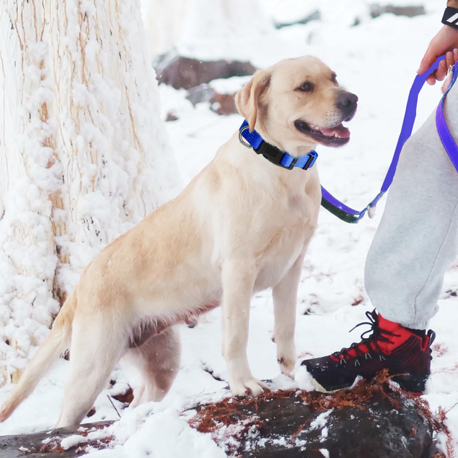 Dog Collar Adjustable Puppy Collar For Small Medium Large Dogs, Nylon Safety Collars With Leopard Print Night Visibility, Blue M