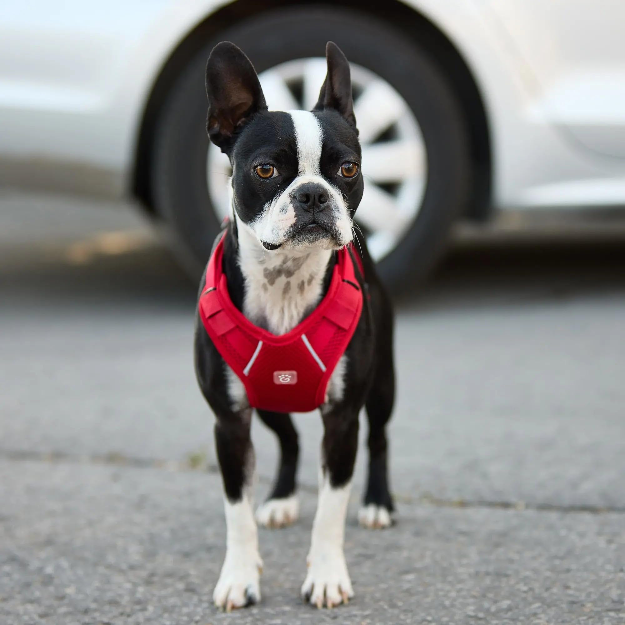 Gf Pet Travel Harness - Red - S