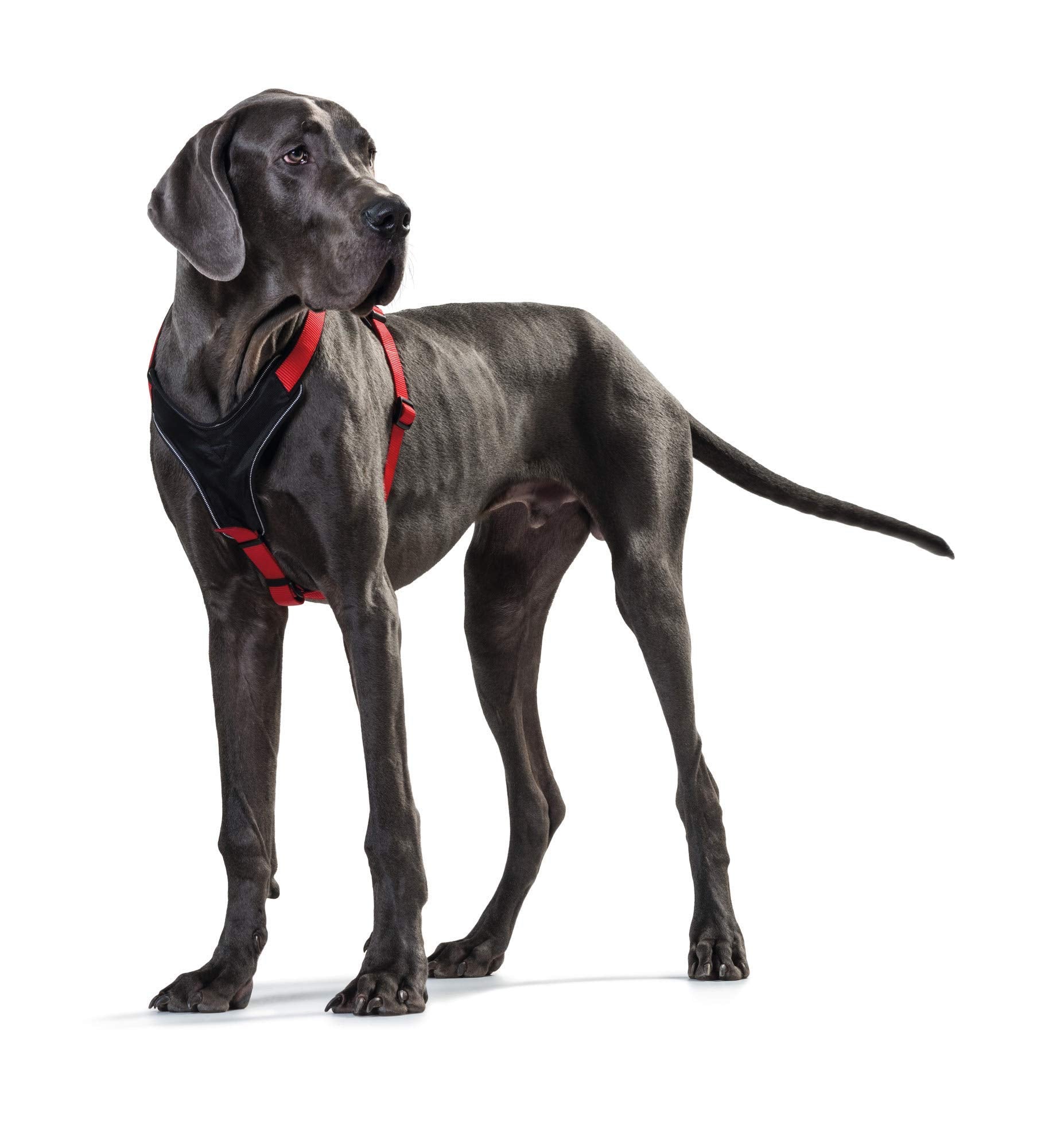 Hunter Neoprene Dog Harness, X-Small, Red/Black