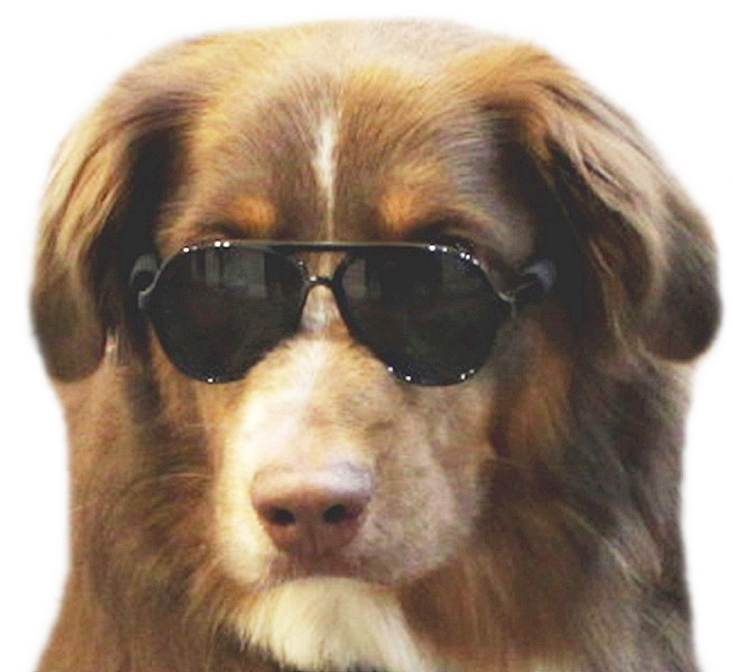 G010 Dog Pet Costume Aviator Sunglasses For Medium Breeds 20-40 Lbs (Black)