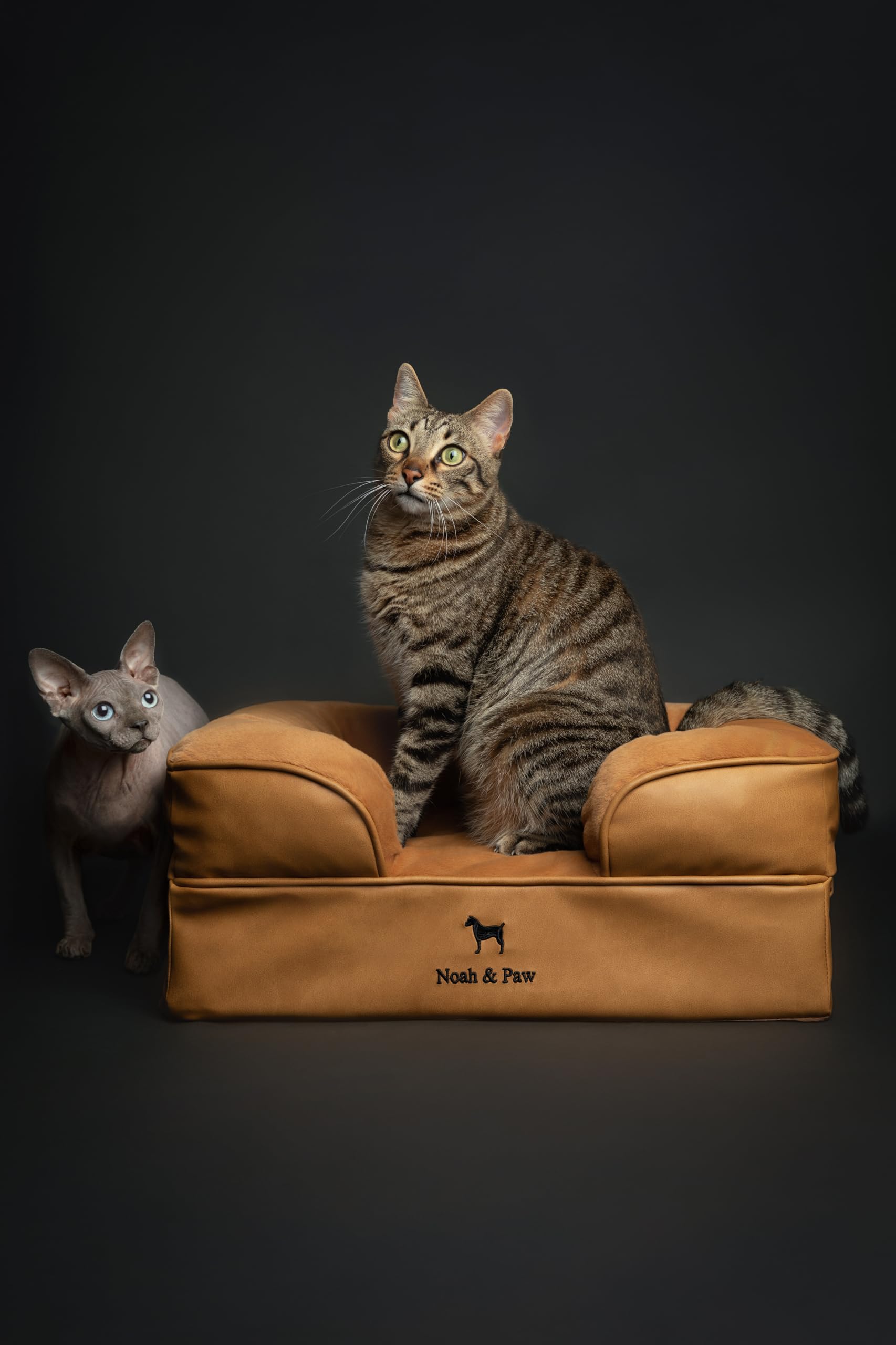 NOAH & PAW Small Dog Bed, 20x15x8 Inch, Cat Bed for Indoor Cats, Orthopedic Eggshell Memory Foam Infused with Cooling Gel, Water
