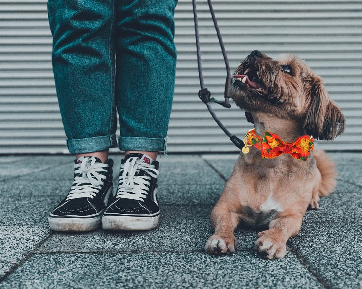 Dogwong Fall Dog Collar With Bow, Halloween Thanksgiving Dog Bowtie Collar, Adjustable Autumn Cotton Maple Leaf Bowtie Dog Fall