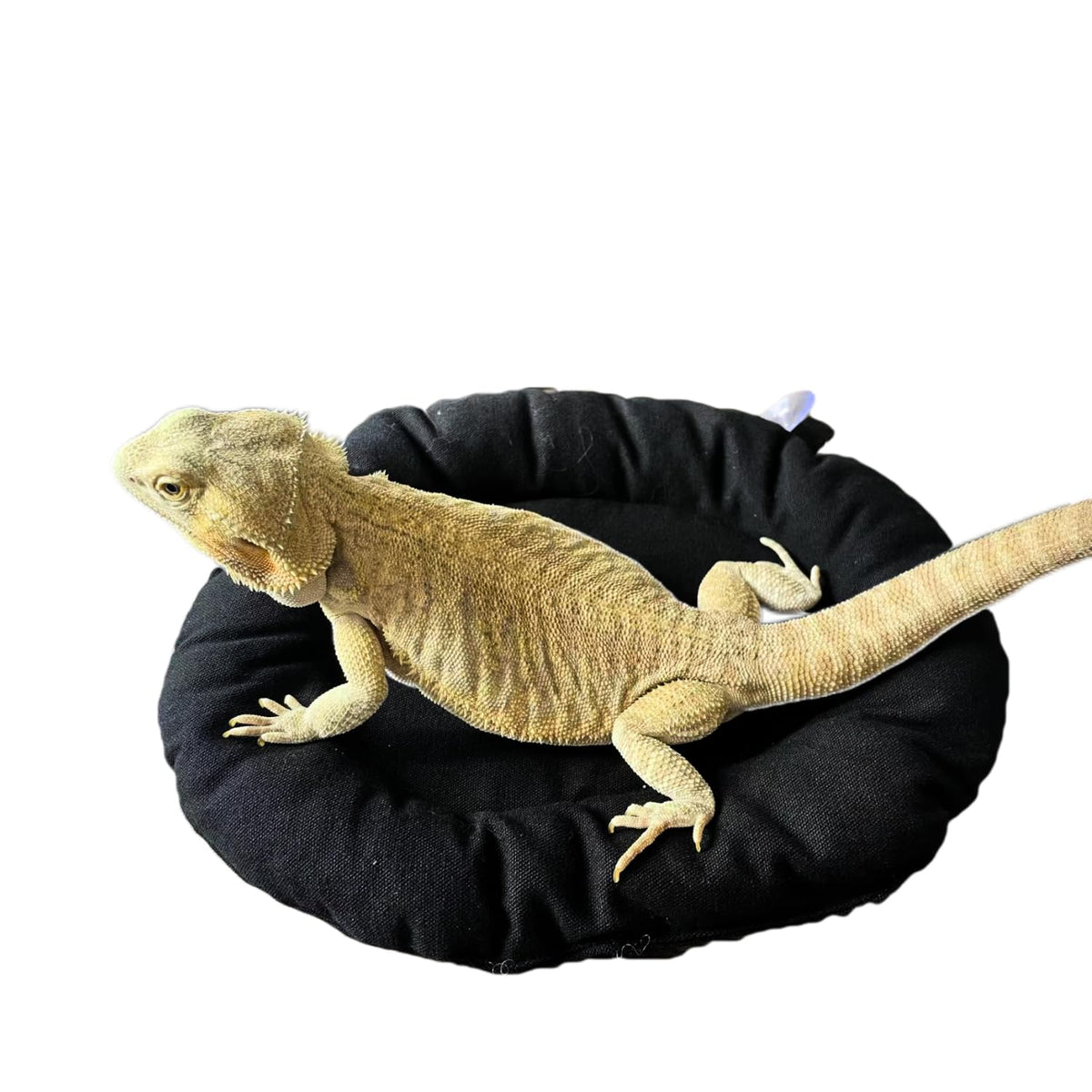 Bearded Dragon Travel Carrier Lizard Car Soft Mat Hammock With Suction Cup Washable Reptile Tank Accessories For Small Animals H