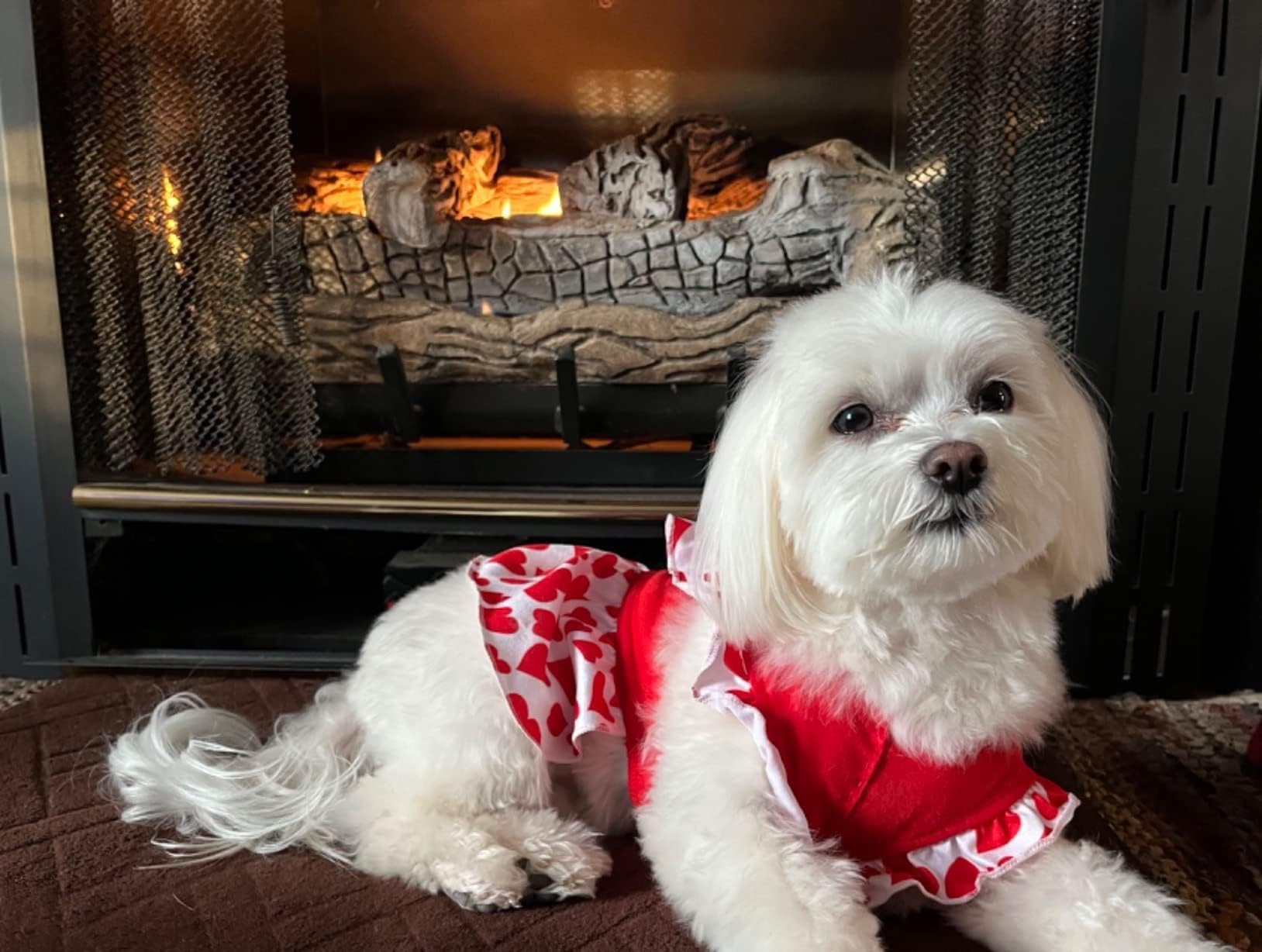XPUDAC 4 Pieces Dog Dress Girl Dog Clothes for Dogs Girl Flower Dresses for Small Dogs Apparel Colorful Small Doggie Clothes Fem