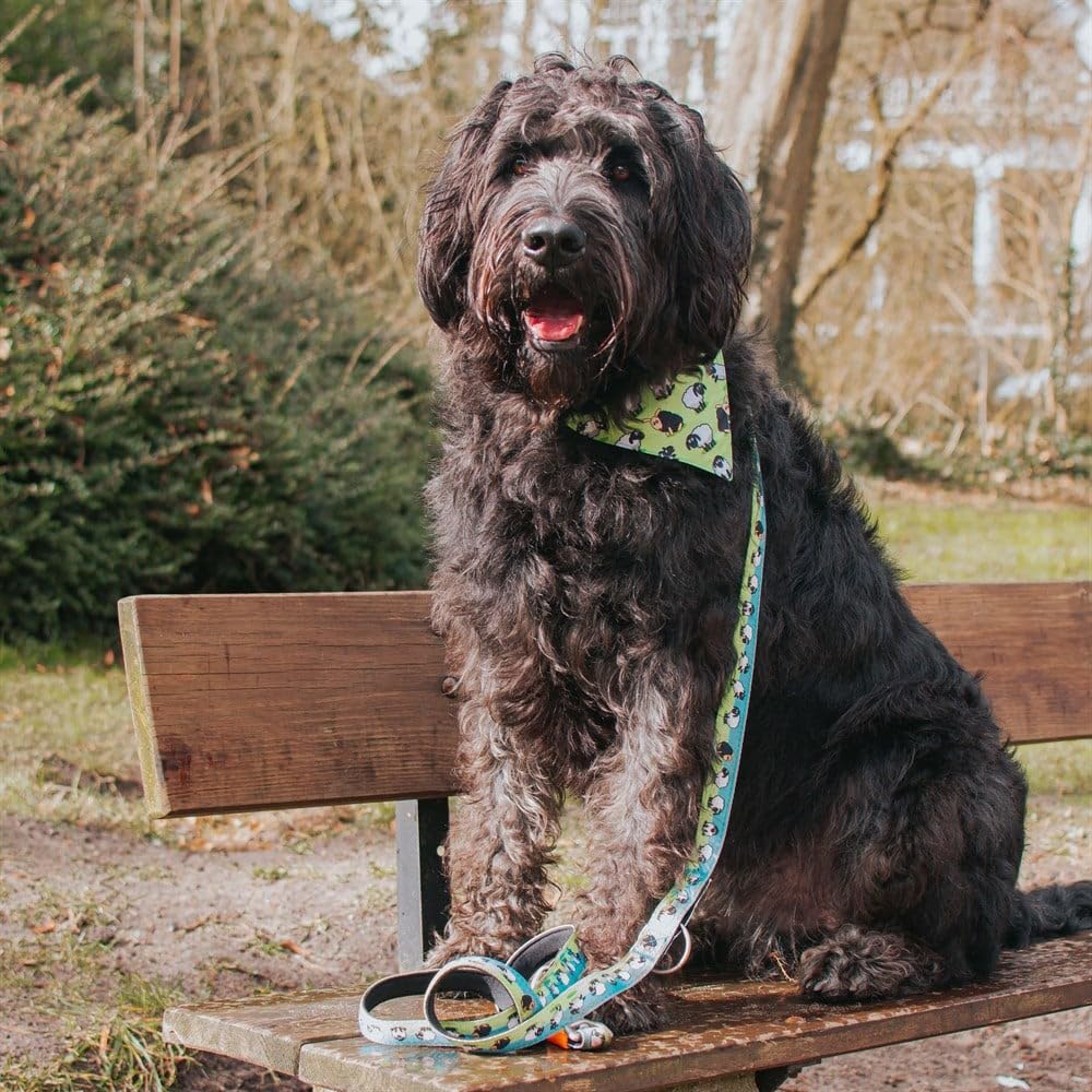 Max & Molly 2-In-1 No-Tie Reversible Pet Bandana For Collars - Vibrant Designs, Durable & Machine-Washable - Slide-On Fabric Acc