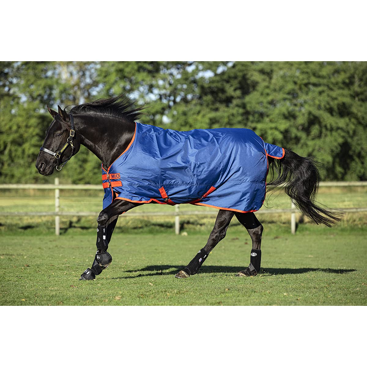 Horseware Ireland Mio T/O Lite, Color: Dark Blue/Dark Blue & Red, Size: 81 (Aasa41-Cdr0-81)