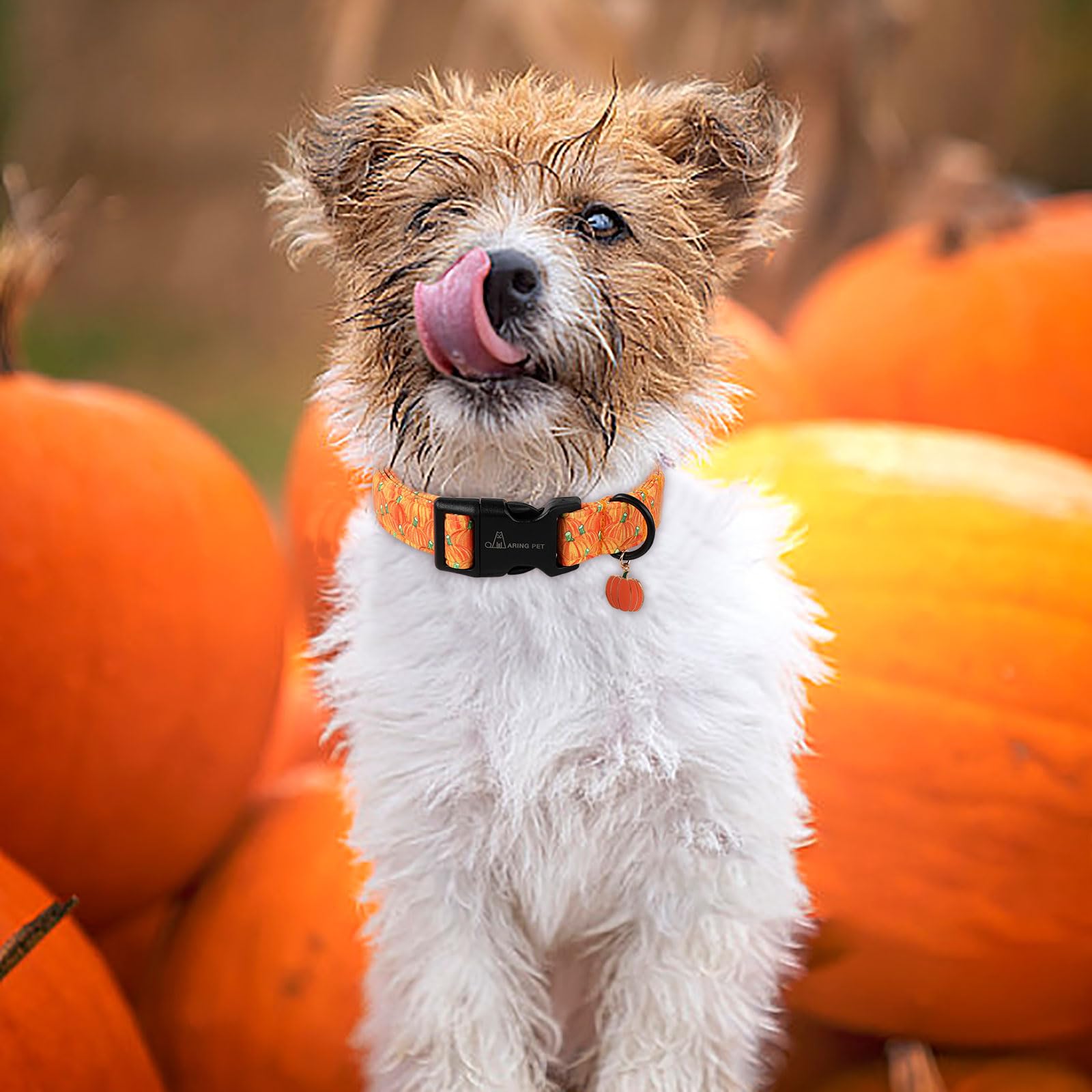 Aring Pet Halloween Dog Collar-Cute Pumpkin Dog Collars, Adjustable Halloween Pumpkin Pet Collars Puppy Collar With Quick Releas