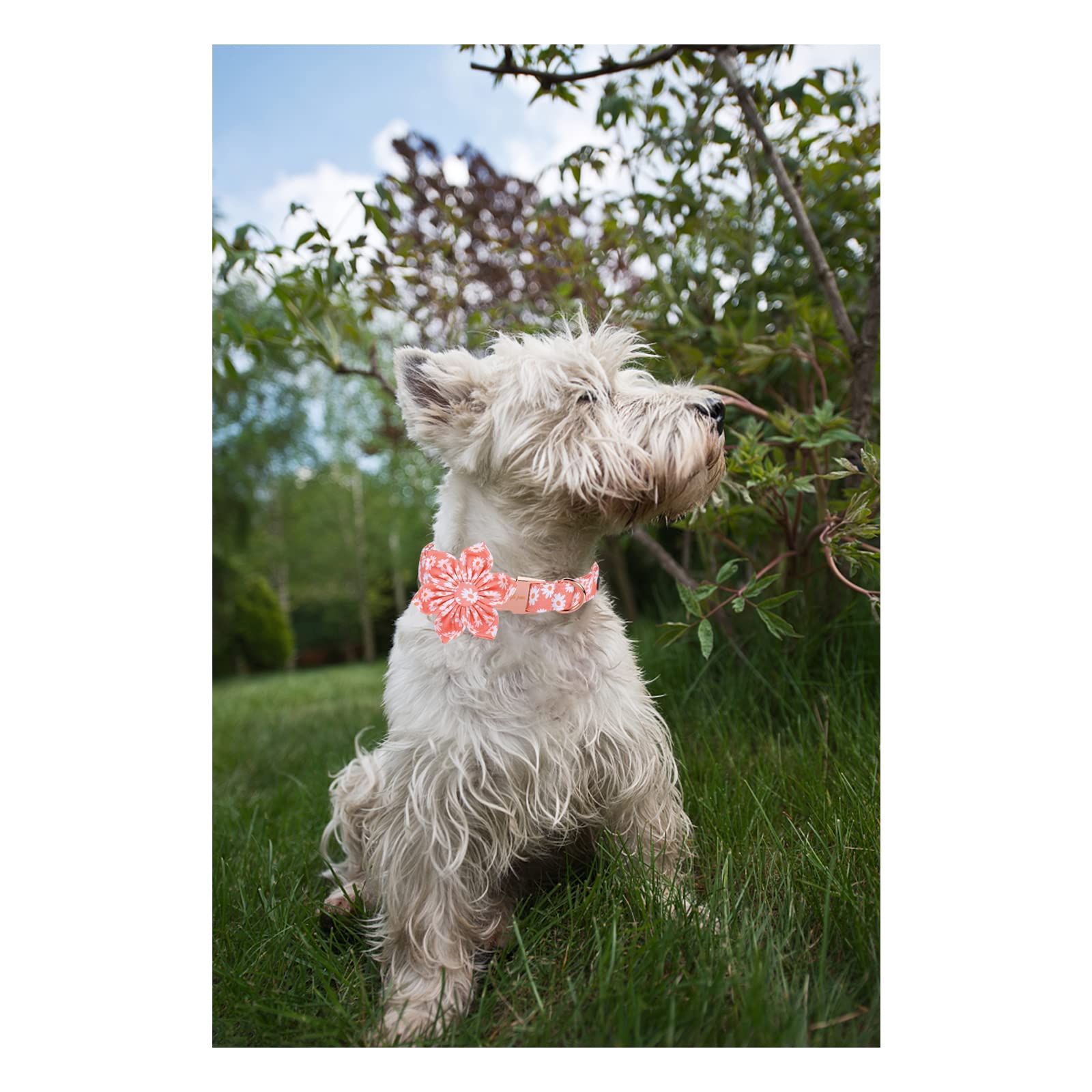 Unique Style Paws Dog Collar With Flower Tie Pink Daisy Summer Dog Collar For Small Medium Large Dogs With Adjustable Metal Buckle -Xl