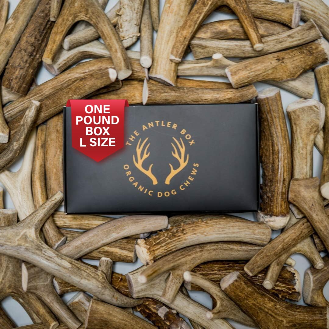 The Antler Box Premium Deer Antler Dog Chews (1 Lb Bulk Pack) (Large (3 To 4 Antlers/Lb))