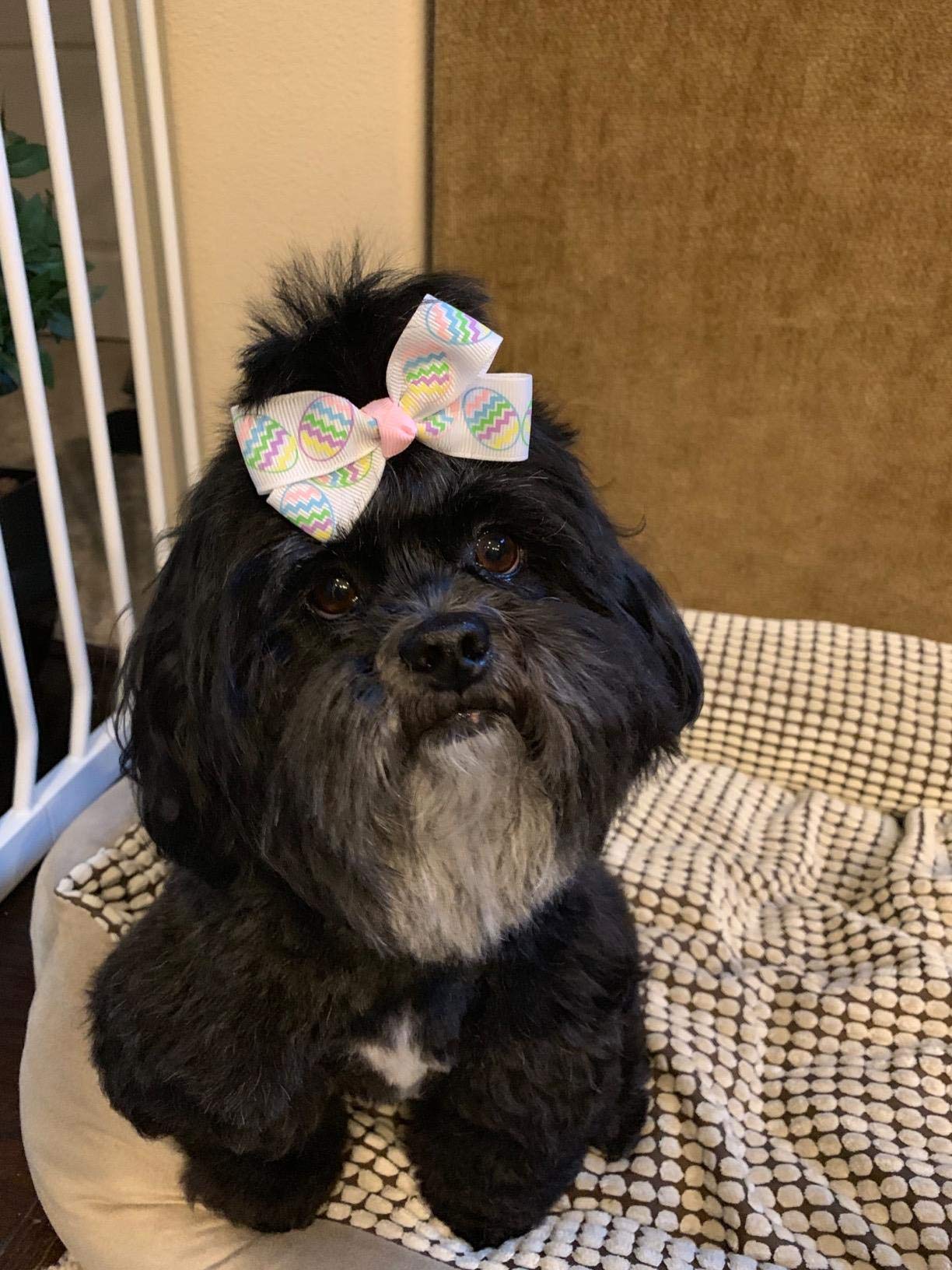 Pet Show 1000Pcs 10Mm Dia. 100G/Pack Bulk Dog Rubber Bands For Hair Grooming Diy Hair Bows Top Knots For Puppies Cats Farm Animals Small Medium Large Dogs