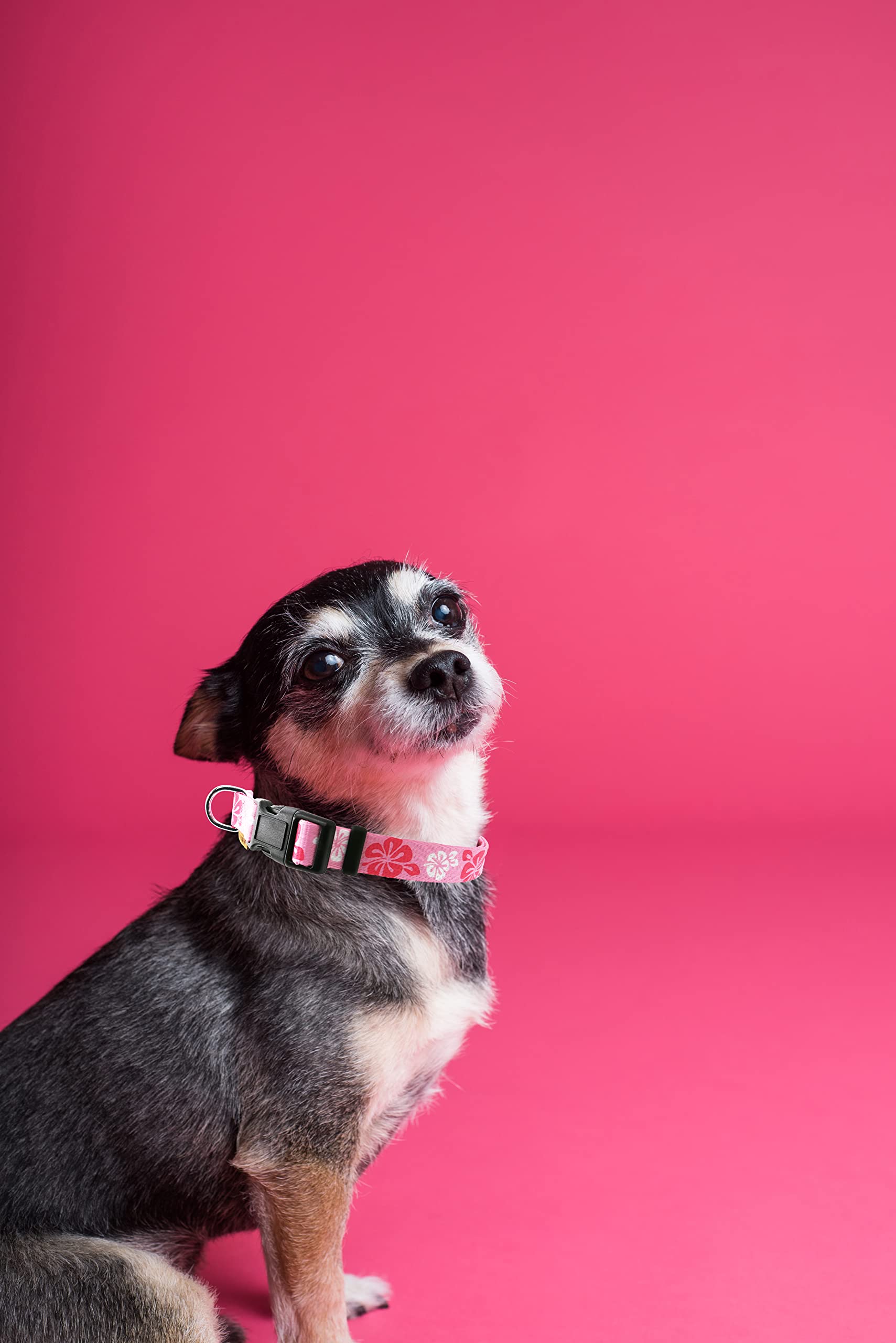 Aiminto Dog Collar, Cute Floral Pattern, Soft And Adjustable Collar With Quick Release Buckle (Xs (Neck 9-13'', Width 3/8''), Ha