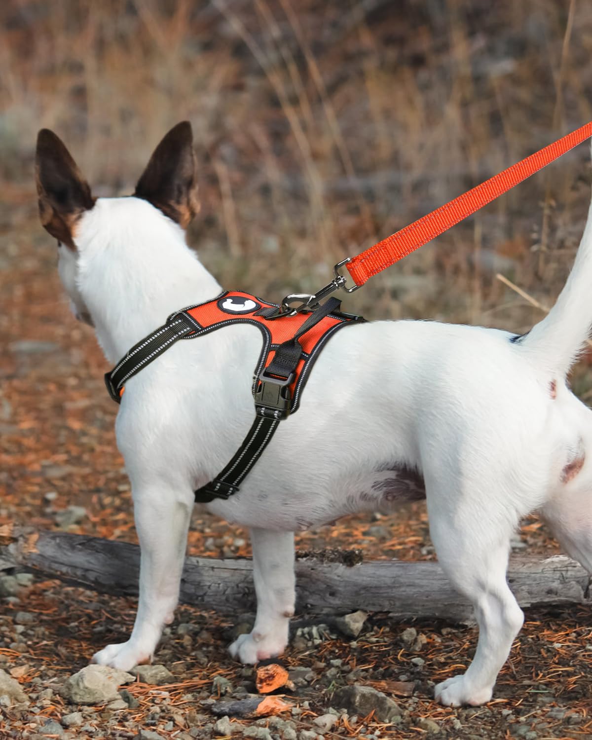 Joytale Double-Sided Reflective Dog Leash, 6 Ft/5 Ft/4 Ft, Padded Handle Nylon Dogs Leashes For Medium & Large Dogs Walking, Orange, 5Ft