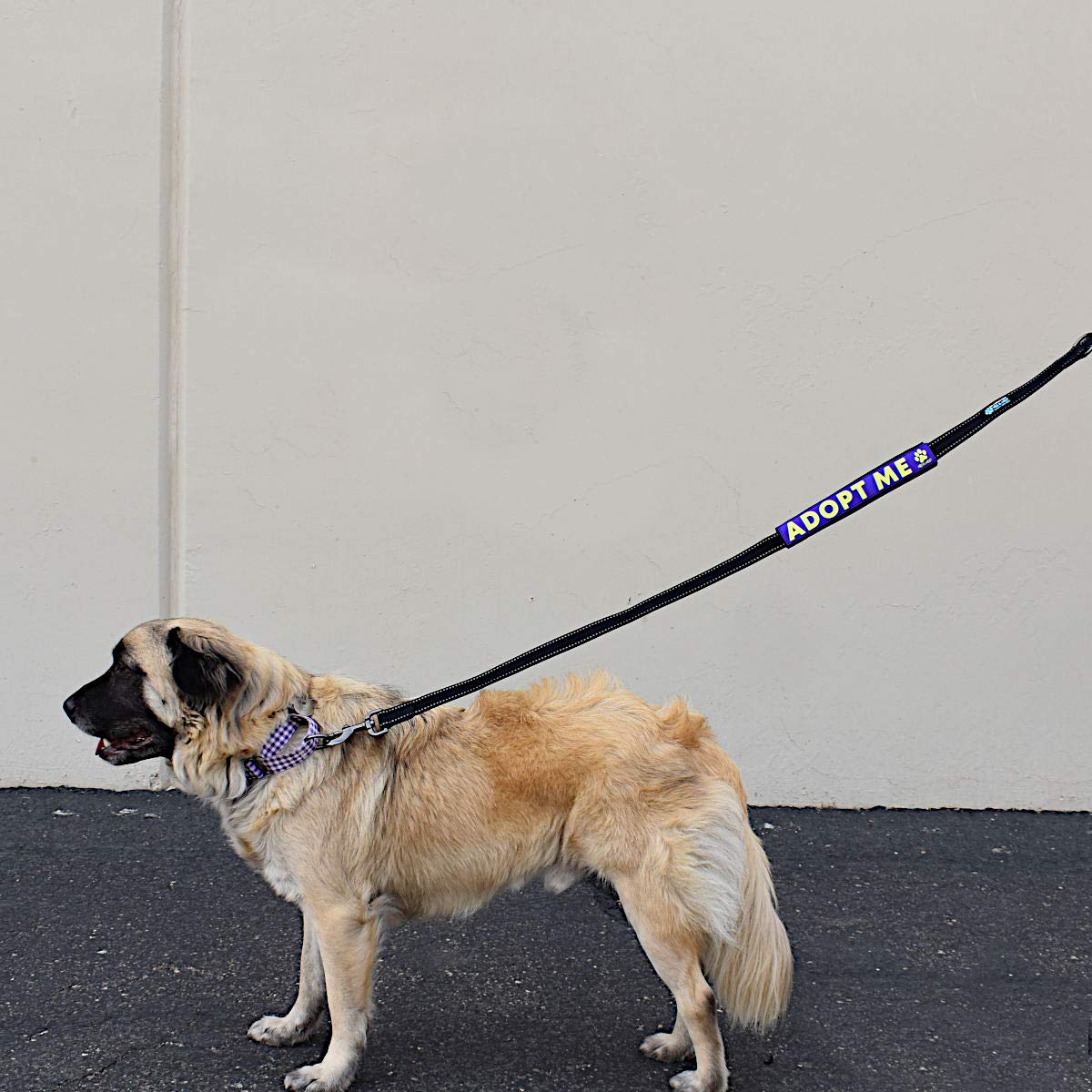 Max and Neo Leash Sleeves Adopt ME - We Donate 1 for 1 to Dog Rescues for Every Product Sold (Purple/Single)