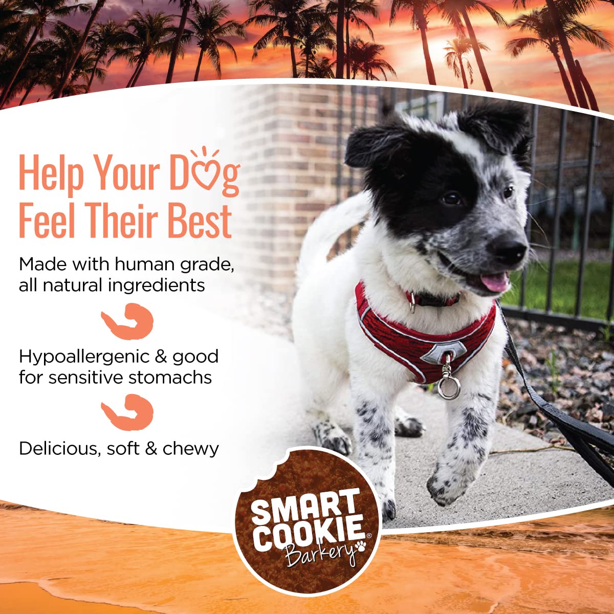 Smart Cookie All Natural Soft Dog Treats - Shrimp & Coconut - Healthy Dog Treats for Allergies, Sensitive Stomachs - Chewy, Grai