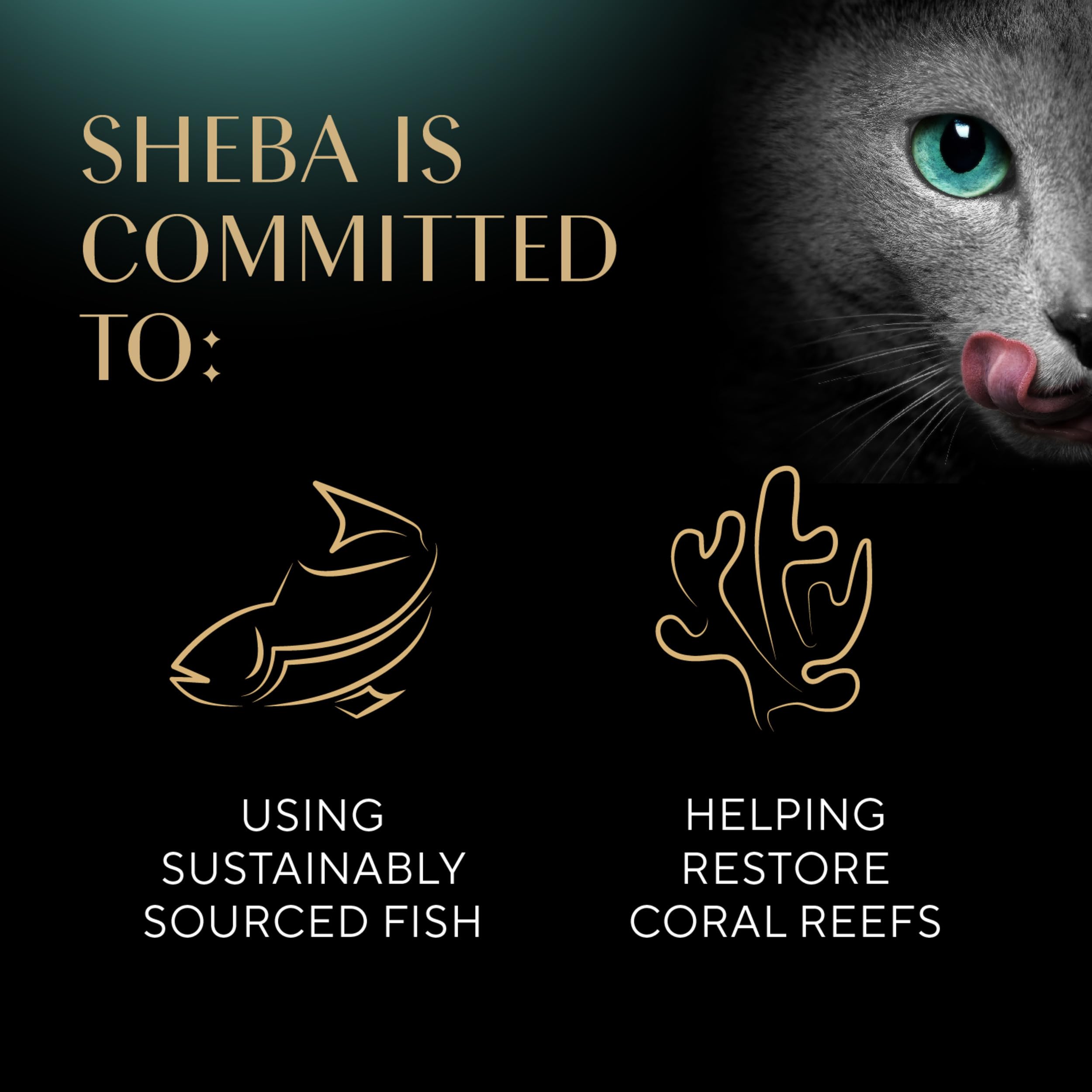 SHEBA Perfect Portions Cuts in Gravy Wet Cat Food Trays (24 Count, 48 Servings), Roasted Chicken, Gourmet Salmon and Tender Turk