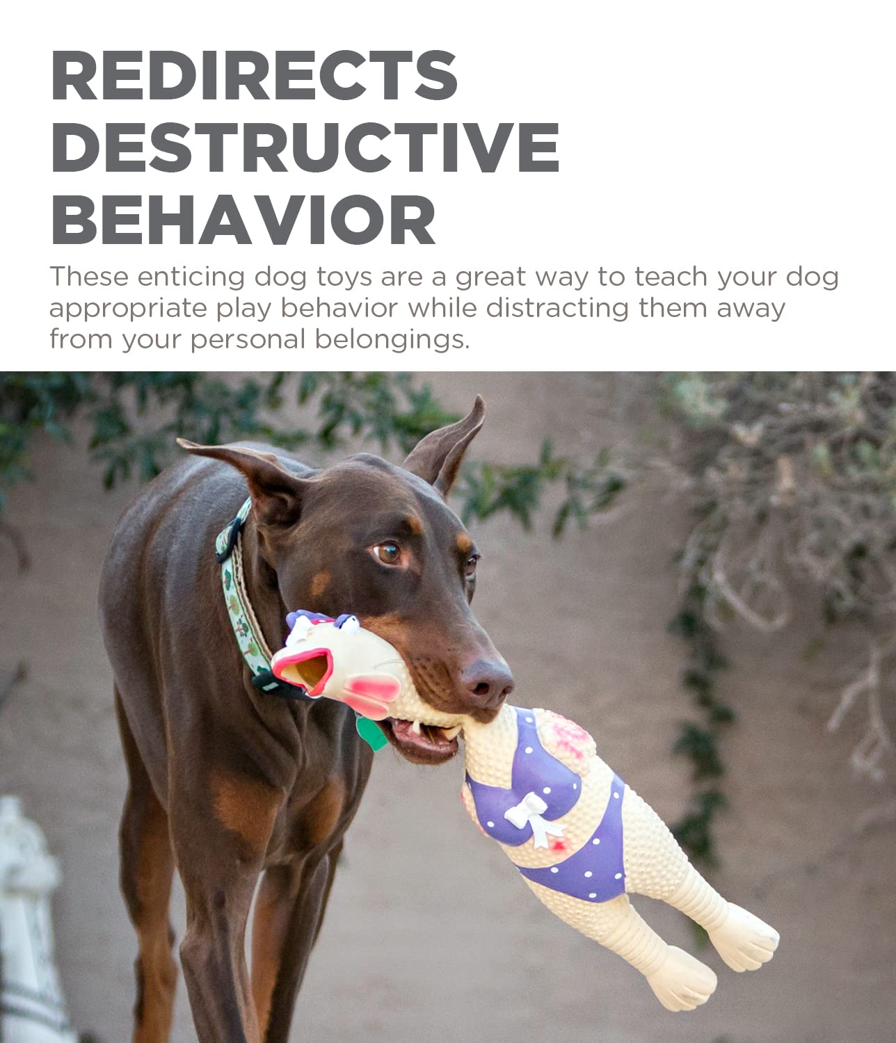 Outward Hound Squawkers Grandpa Gimpy Latex Rubber Chicken Interactive Dog Toy, Large