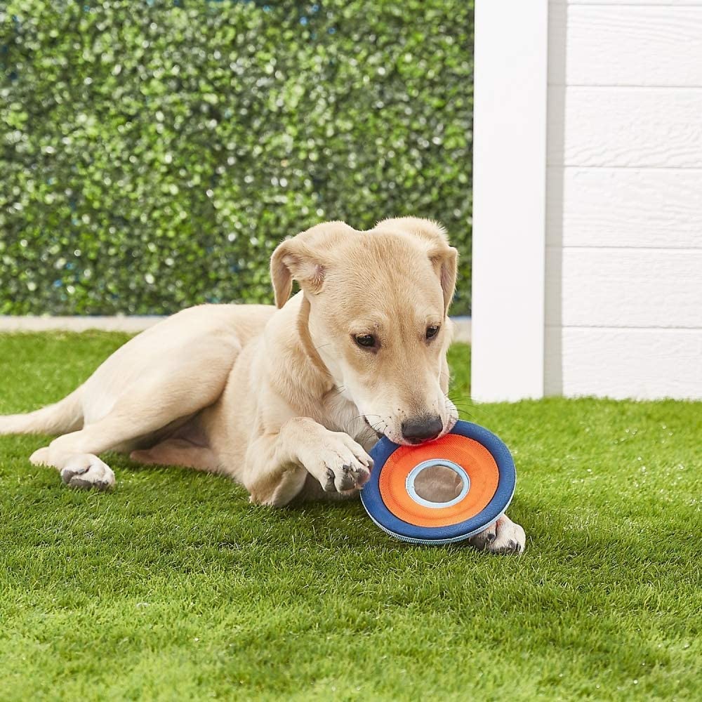 Dog Toy Zipflight Sm 6'L