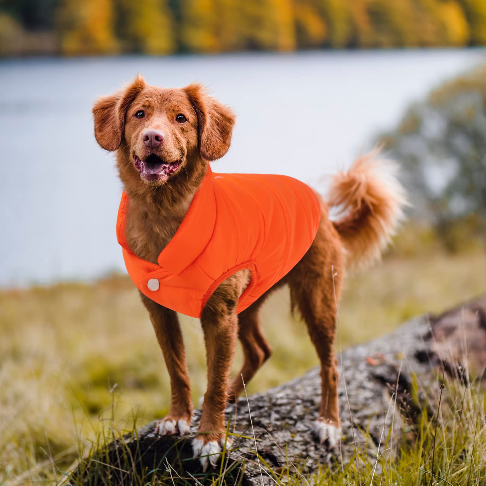 Asenku Windproof Dog Winter Coat Waterproof Dog Jacket Warm Dog Vest Cold Weather Pet Apparel With 2 Layers Fleece Lined For Small Medium Large Dogs (Orange, 3Xl)