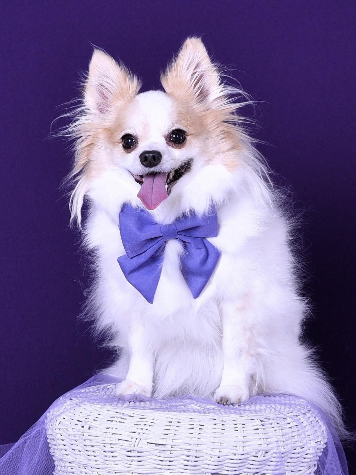 Maca Bates Dog Collar With Bow For Dogs Petunia Collars Solid Colors Sailor Bow Tie Purple Adjustable Soft Durable Breakaway Vio
