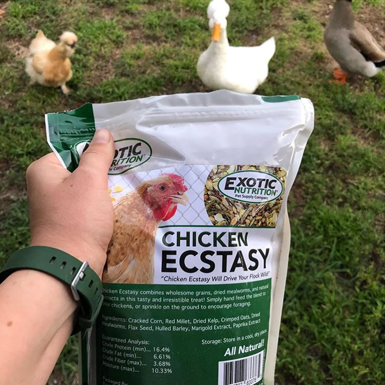 Chicken Ecstasy (3 lb) - Healthy All-Natural Backyard Chicken Feed - Natural Grains, Dried Mealworms & Natural Extracts - Promot