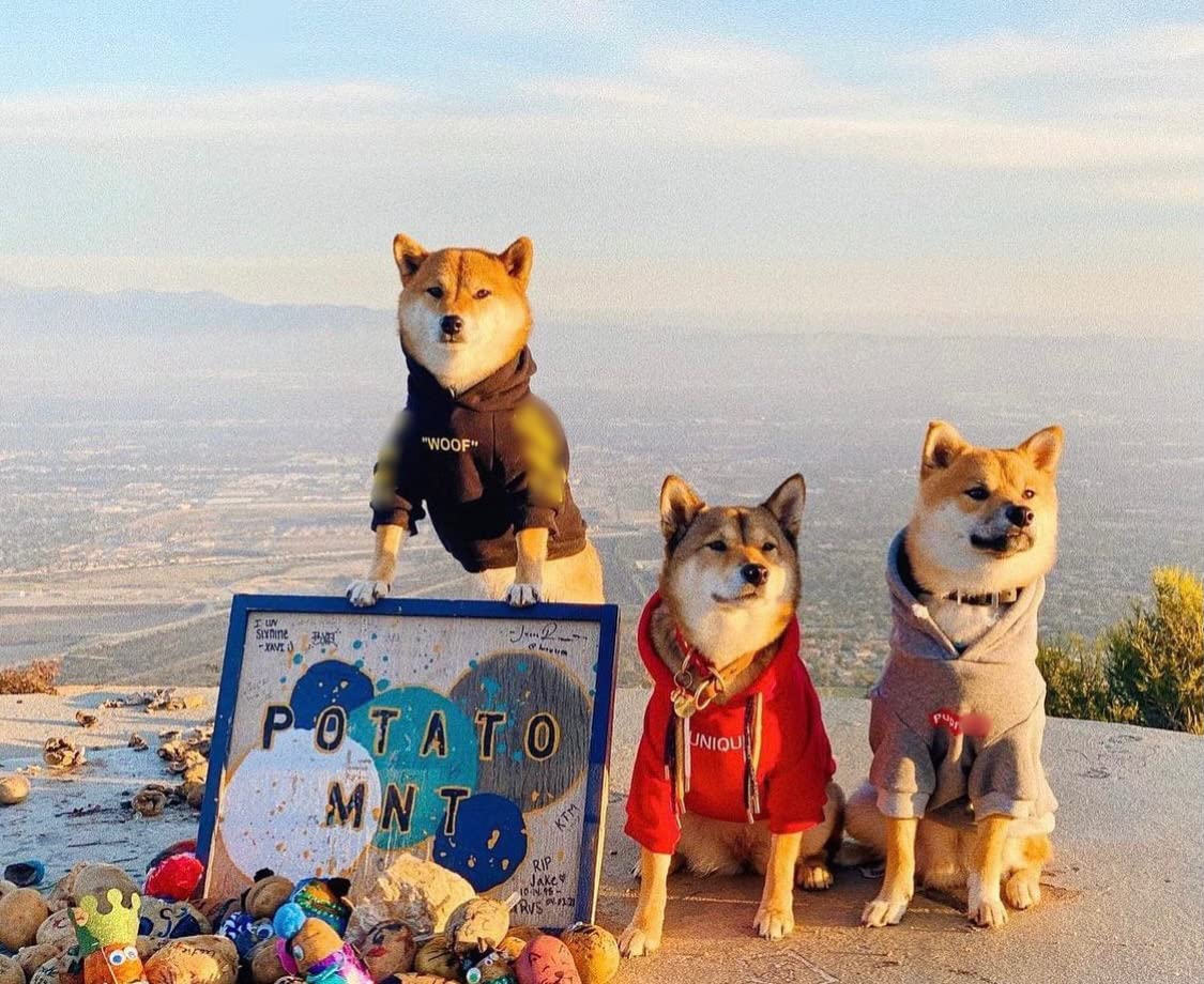 Chochocho Stylish Dog Hoodie Dog Clothes Streetwear Cotton Sweatshirt Fashion Outfit For Dogs Cats Puppy Small Medium Large (4Xl