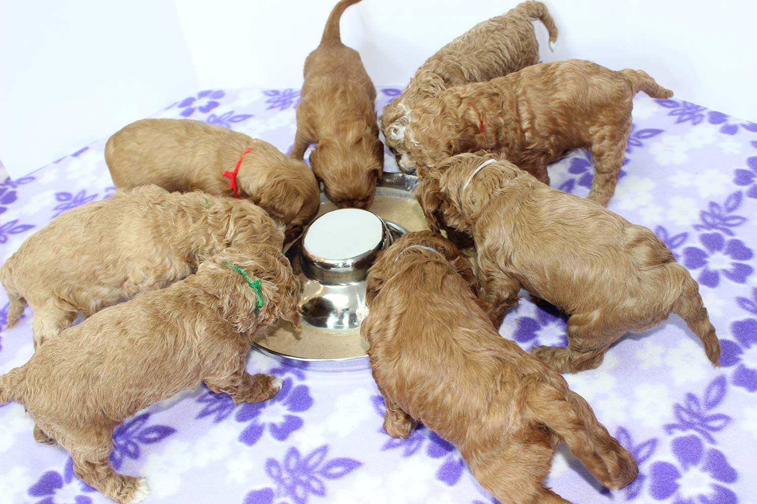 Podinor Stainless Steel Puppy Dog Bowls, Pets Puppies Feeding Food and Water Weaning Bowls Dishes Feeder