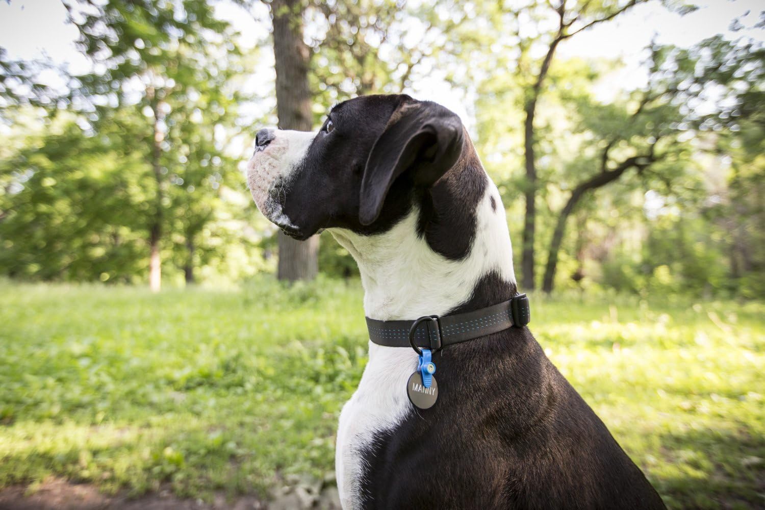 FreezeTag Dog Silencer and Connector, Pink