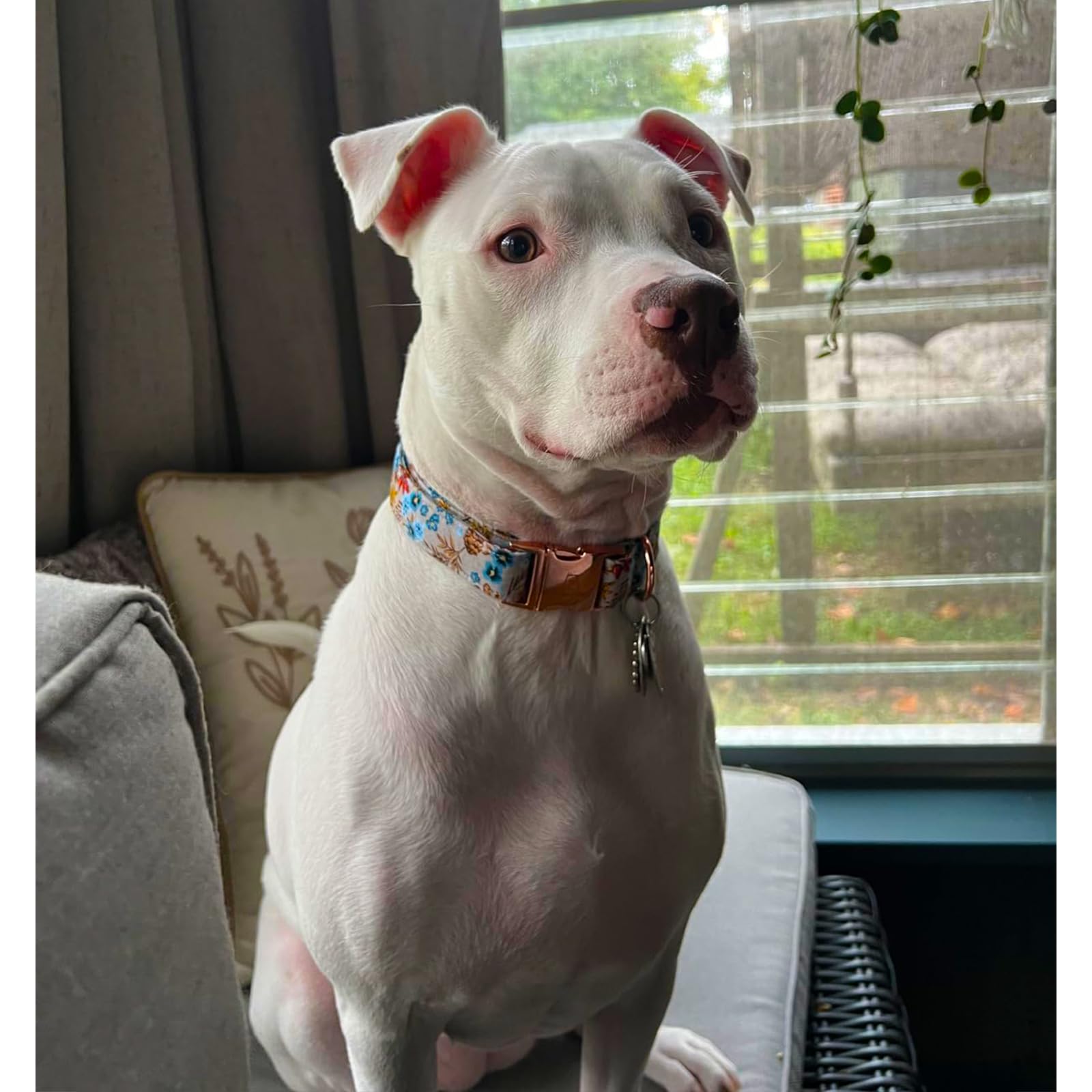 Lionheart Glory Premium Maple Leaf Dog Collar, Heavy Duty Adjustable For Small Dogs