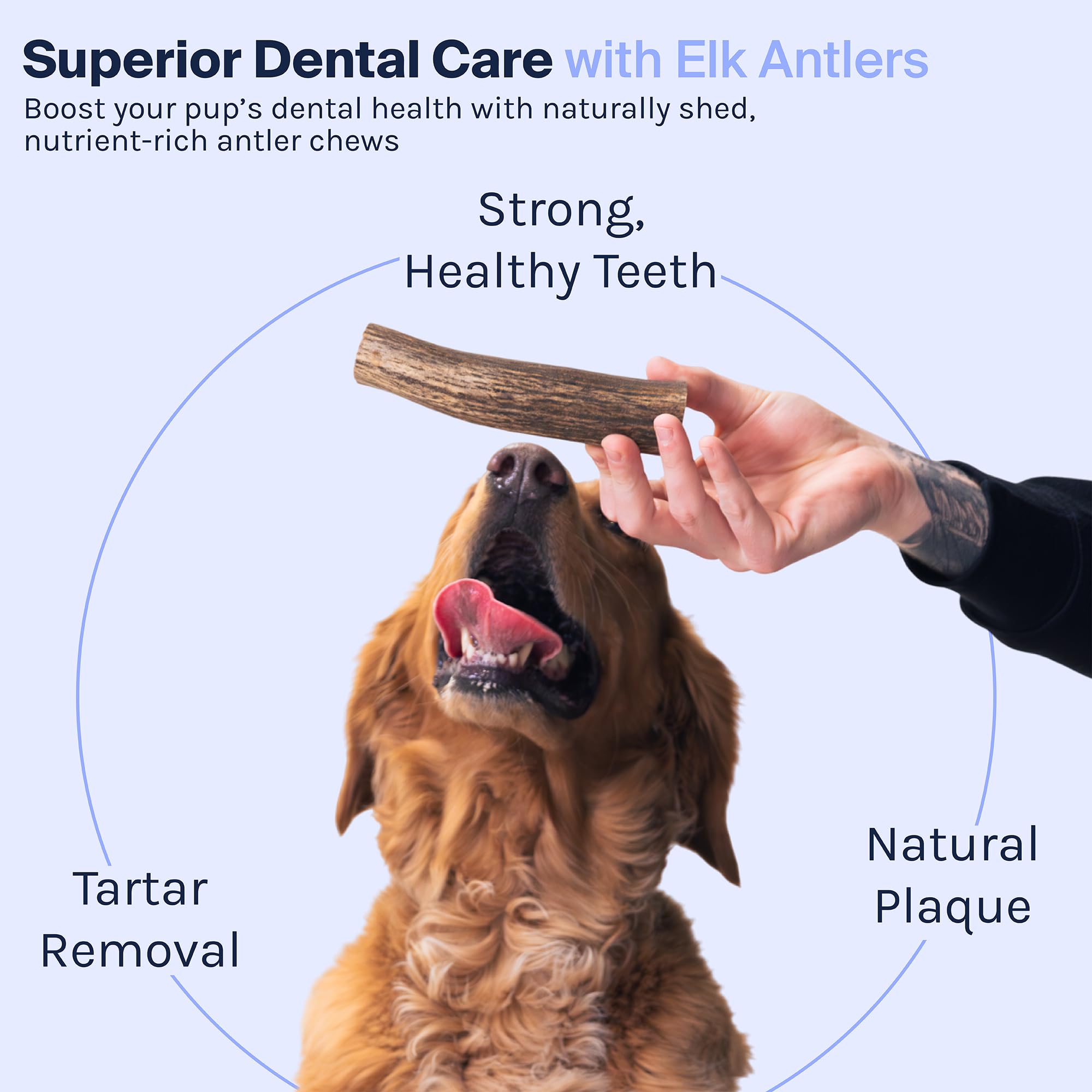 Good Trouble Pets Premium Elk Split Antlers For Large Dogs - All-Natural, Shed Antler Chews For Dental Health & Calming -Cruelty