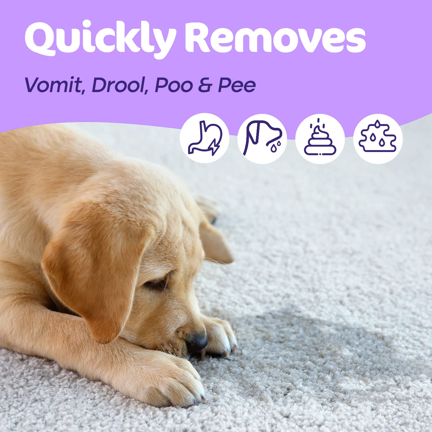 Sunny & Honey Pet Stain & Odor Miracle - Enzyme Cleaner For Dog And Cat Urine, Feces, Vomit, Drool (Light Lavender Scent, 1 Gallon)