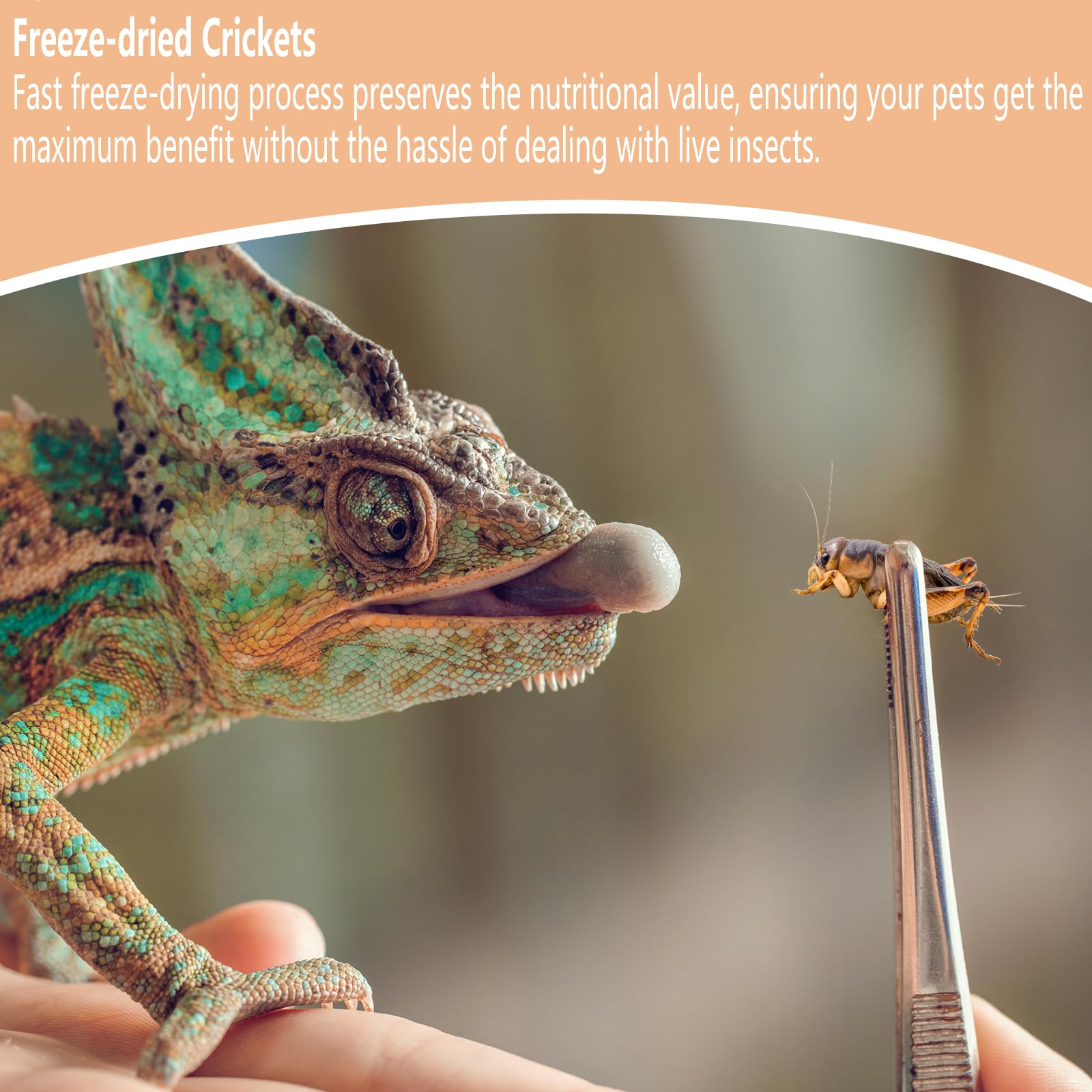 JADINGSFARM Freeze Dried Crickets - 4.5 Oz High Protein Freeze Dried Crickets, Food for Reptiles, Bearded Dragons, Lizards, Geck
