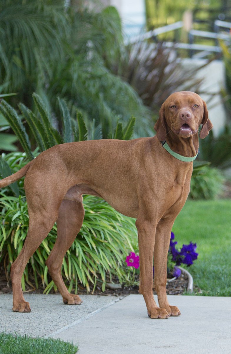 Lupinepet Eco 1' Moss 16-28' Adjustable Collar For Large Dogs