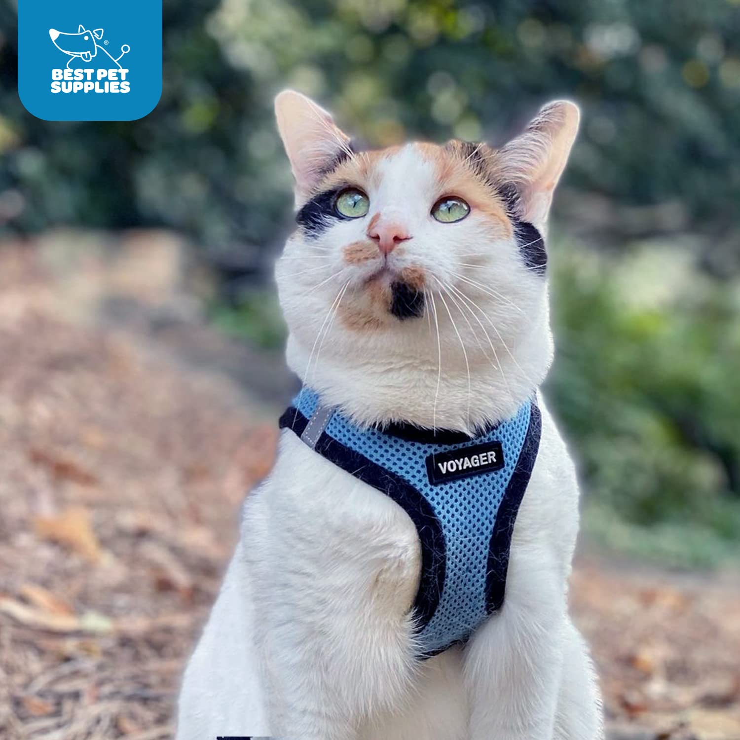 Voyager Step-In Air Dog Harness - All Weather Mesh Step In Vest Harness For Small And Medium Dogs And Cats By Best Pet Supplies - Harness (Baby Blue/Black Trim), M (Chest: 16-18')