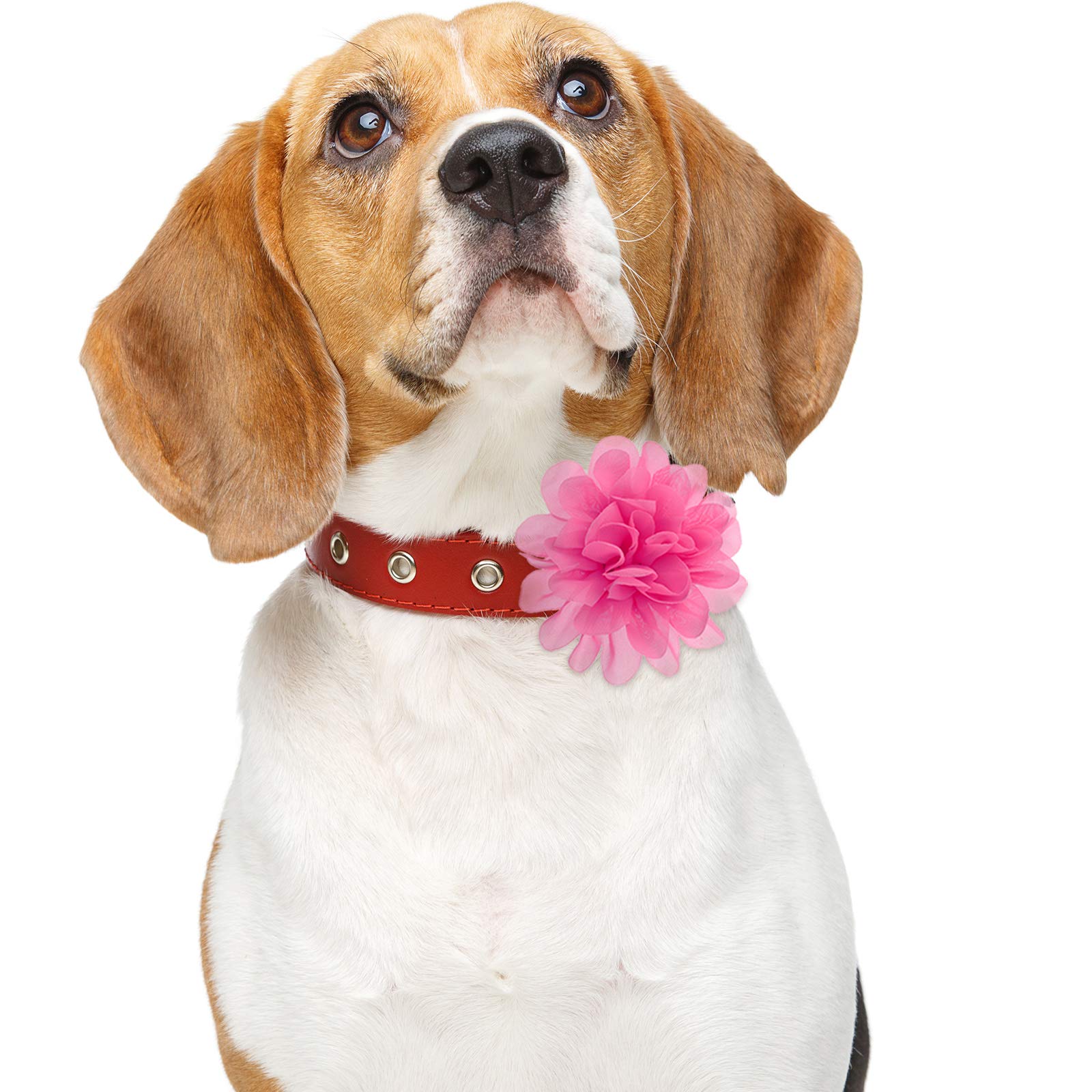 Willbond 30 Pieces Dog Collar Flowers Bulk Pet Flower Bow Ties Multi Color Dog Charms Flower For Cat Puppy Dog Collar Grooming Accessories 30 Colors (10 Cm)