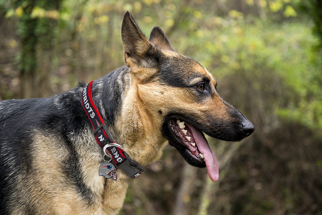 Nfl Dog Tag - New England Patriots Smart Pet Tracking Tag. - Best Retrieval System For Dogs, Cats Or Army Tag... Any Object You'