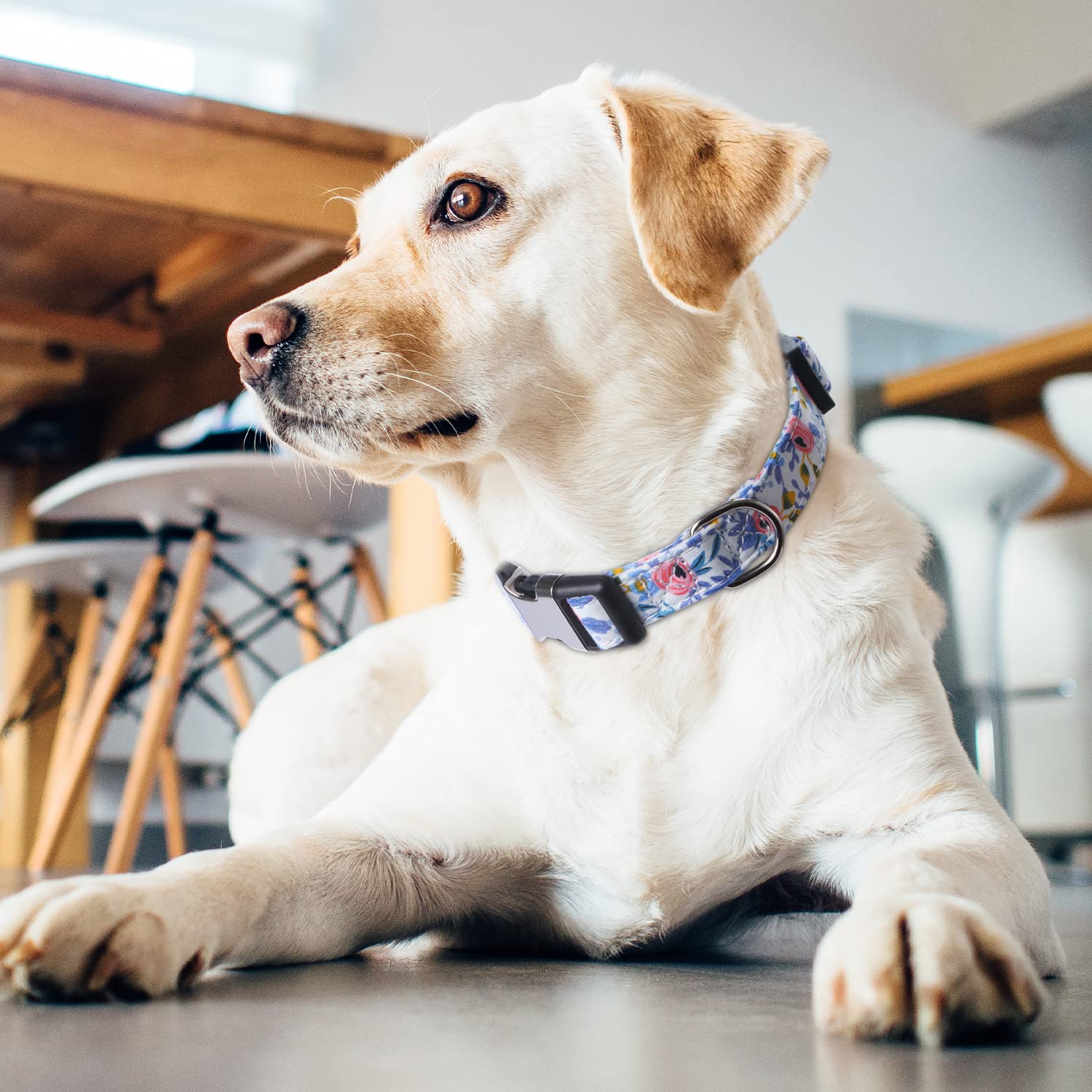 Xyart Girl Dog Collars - Rose, Sunflower, Daisy And Leopard Design In Small, Medium, Large For Female Dogs Rose Blue S