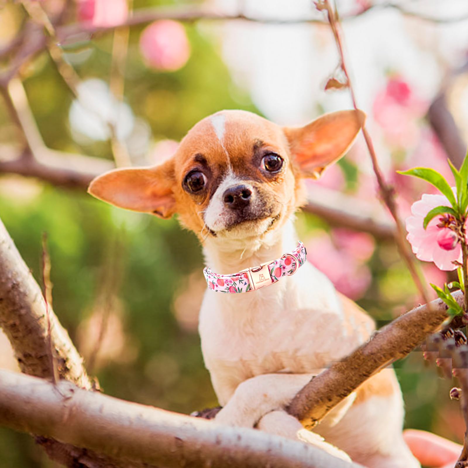 Lionheart Pink Dog Collar - Soft, Durable, Adjustable - Spring Collar For Puppies & Girls