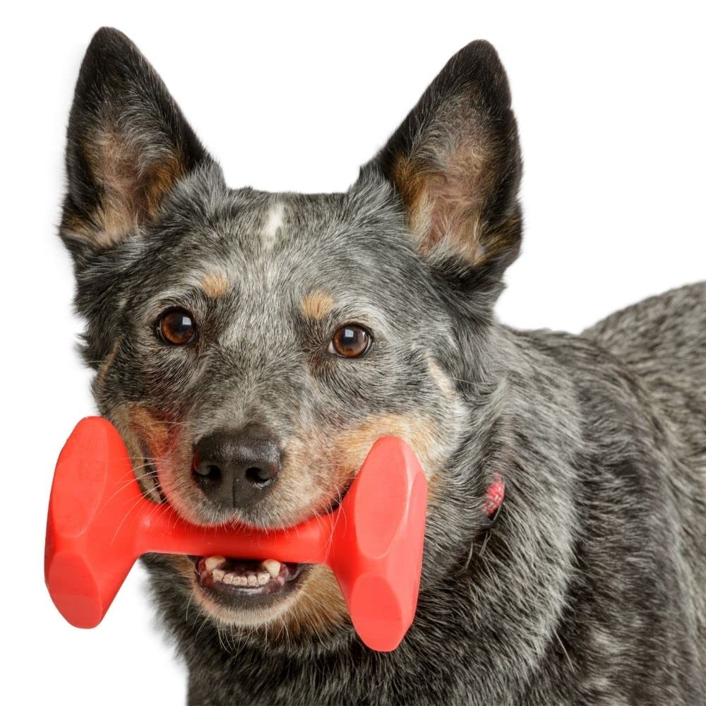 Coa Training Dumbbell, Medium