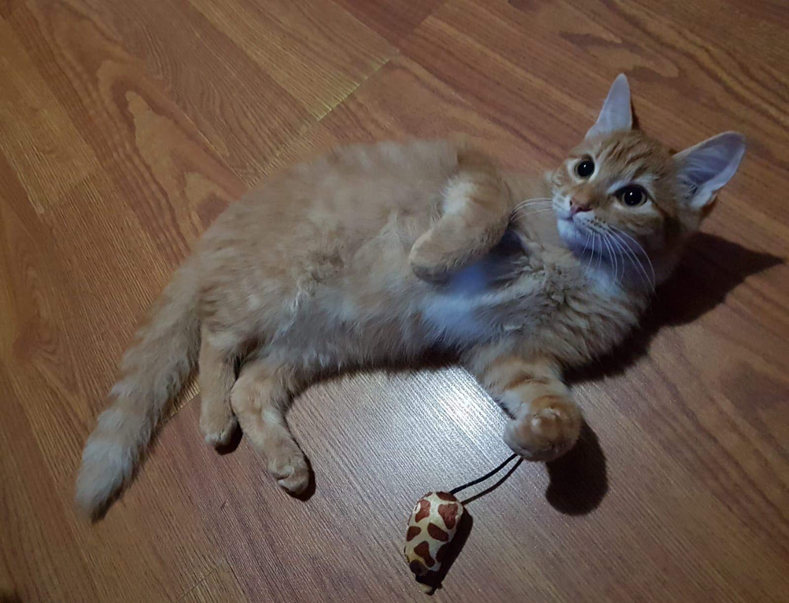 Grab Bag Catnip 24 Pieces Cat Toys Bag Size:Pack Of 1