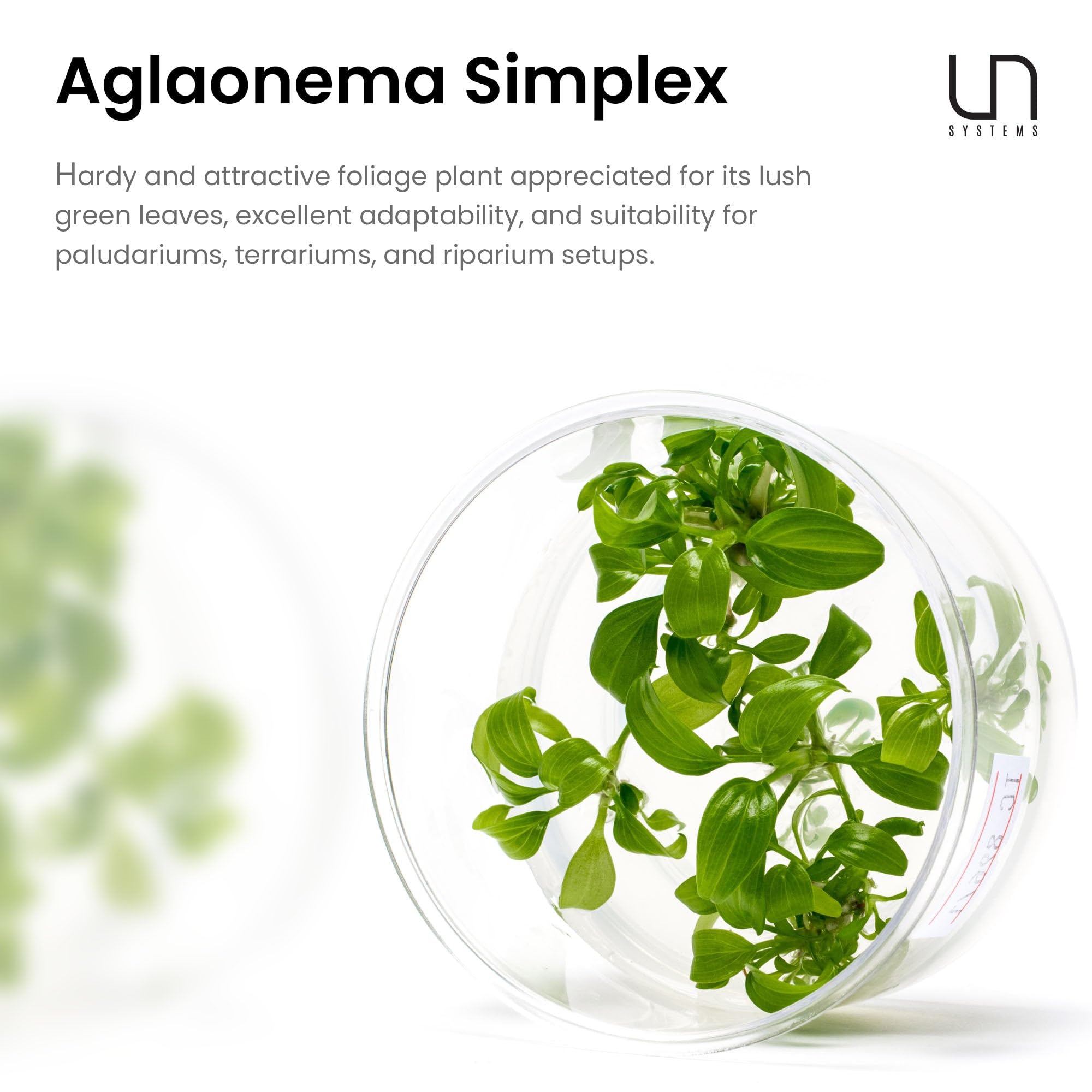 Ultum Nature Systems Cryptocoryne Parva Tissue Culture Live Plant for Aquarium, Freshwater Fish Tank, Aquascaping - 100% Snail F