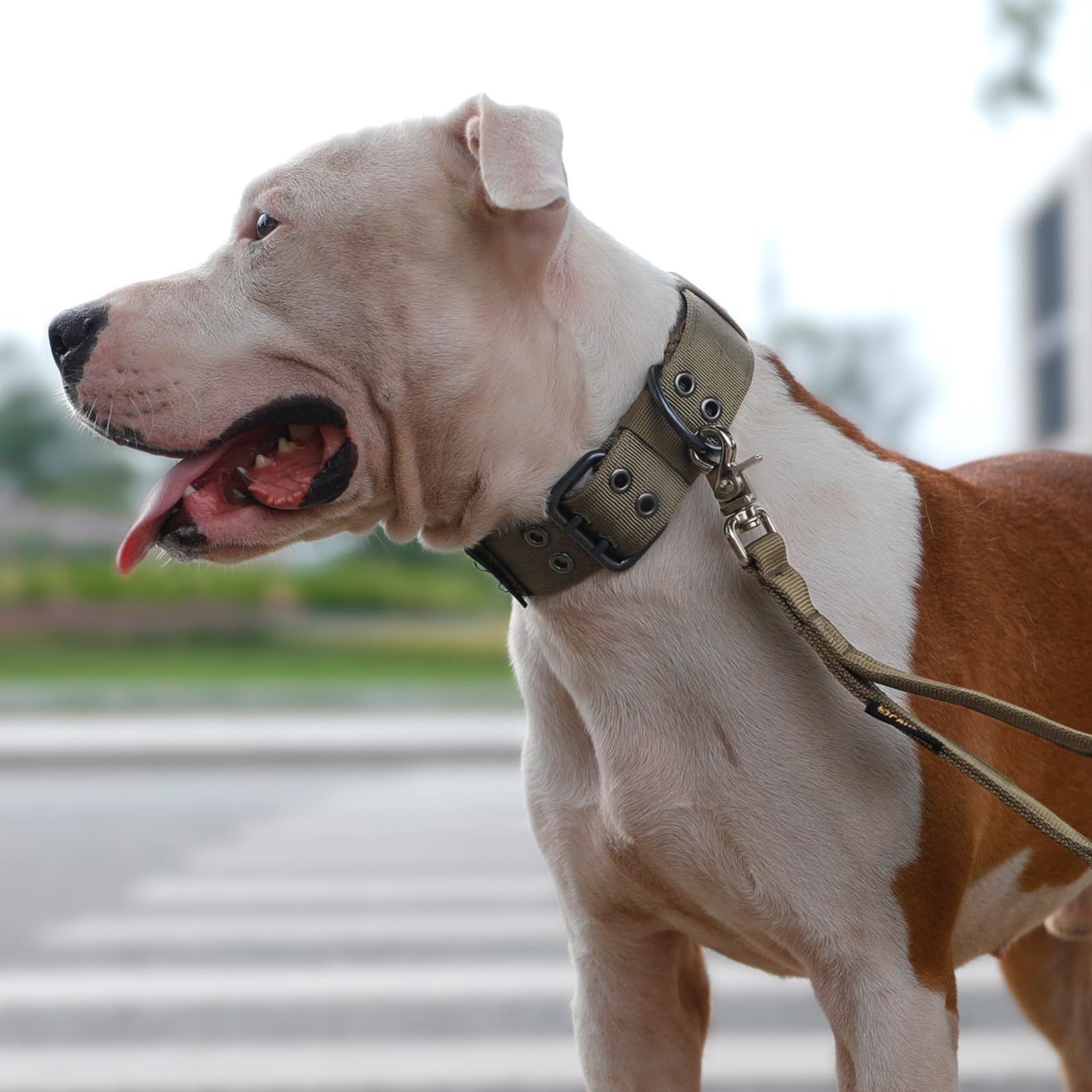 Excellent Elite Spanker 1.5' Width Military Dog Collar Adjustable Metal D Ring & Buckle Working Dog Collar For Medium Large Dogs(Mcp-Xl)